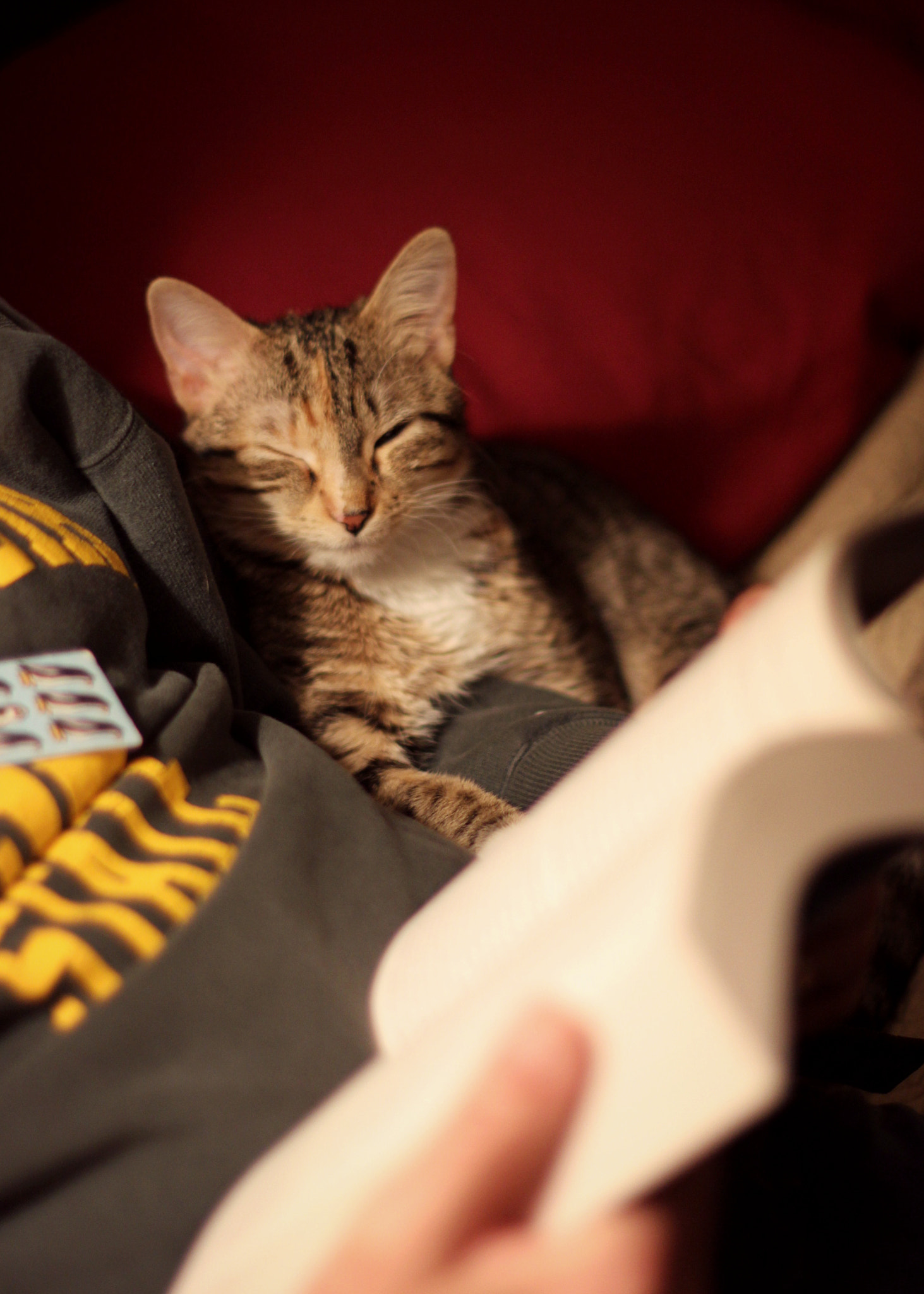Canon EF 50mm F1.4 USM sample photo. Cats read with 1 eye open, too. photography