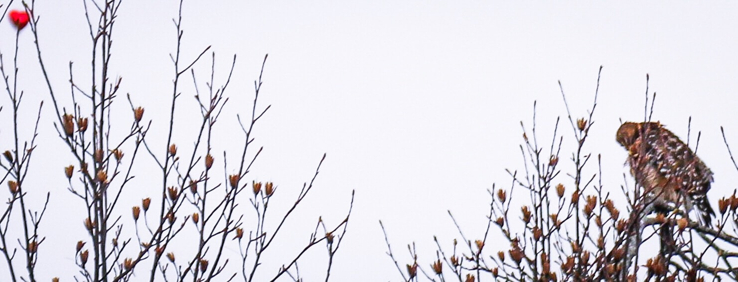 Canon EOS 750D (EOS Rebel T6i / EOS Kiss X8i) sample photo. While focused on the hawk and valentine's day ❤️fl ... photography