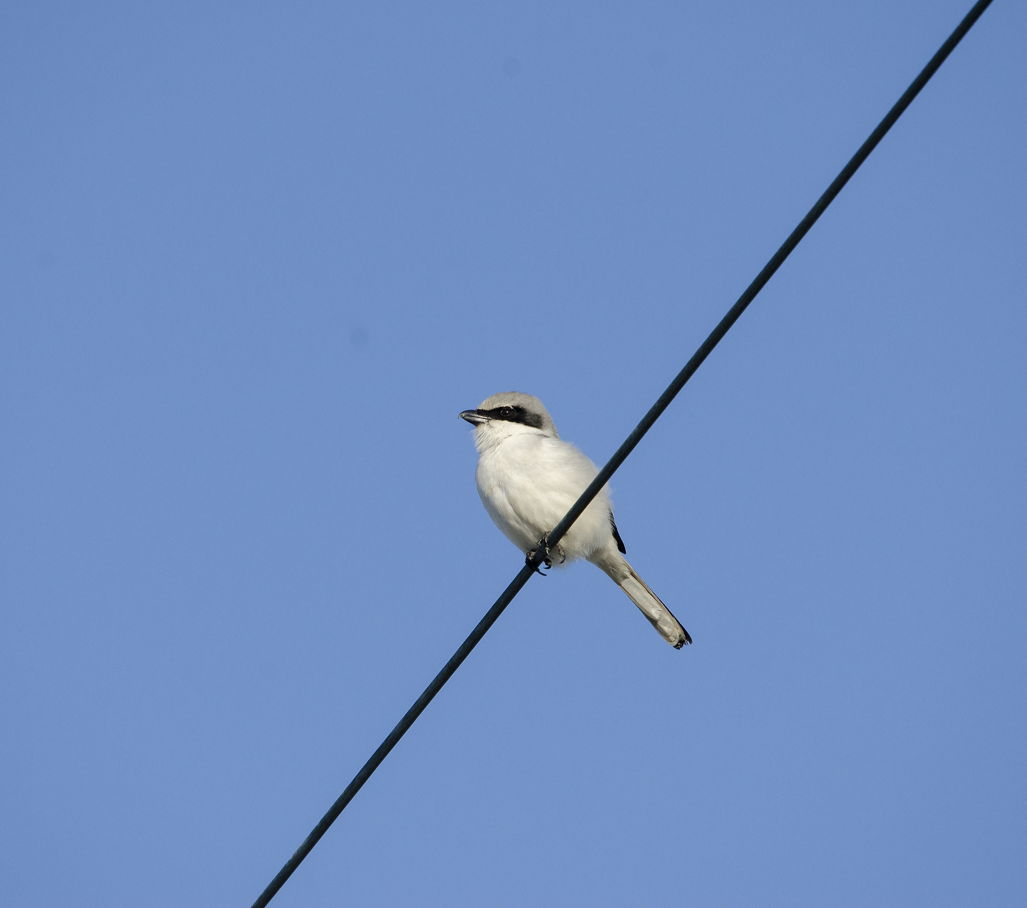 Sigma 150-500mm F5-6.3 DG OS HSM sample photo. Loggerhead shrike photography