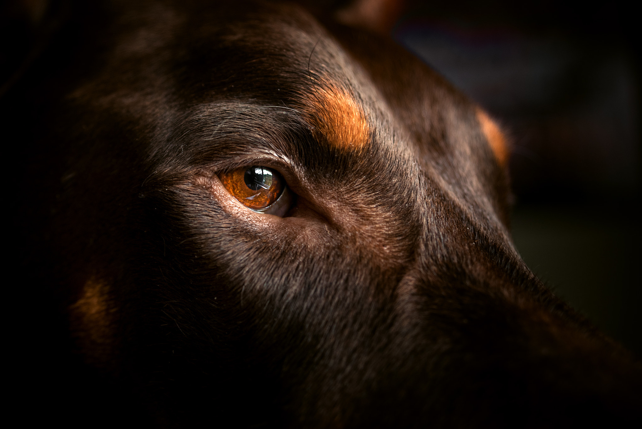 AF Zoom-Nikkor 35-135mm f/3.5-4.5 N sample photo. Windows to the soul photography