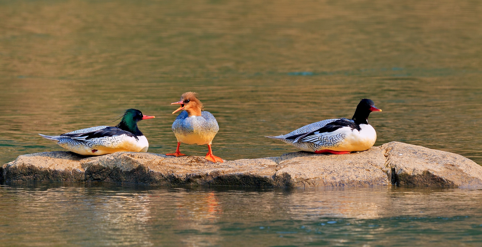 Canon EF 600mm F4L IS II USM sample photo