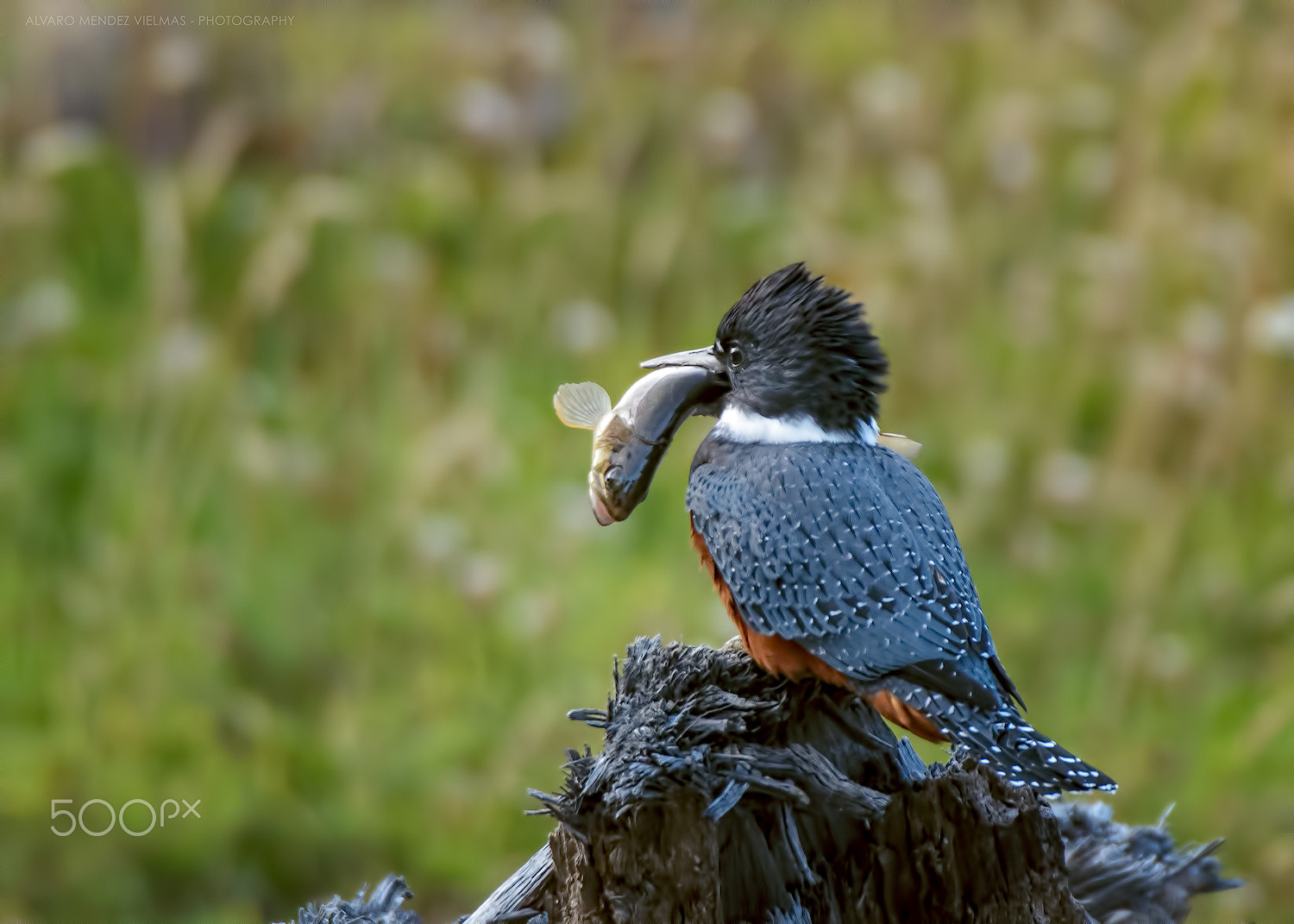 Sigma 50-500mm F4.5-6.3 DG OS HSM sample photo. Megaceryle torquata stellata (martín pescador) photography