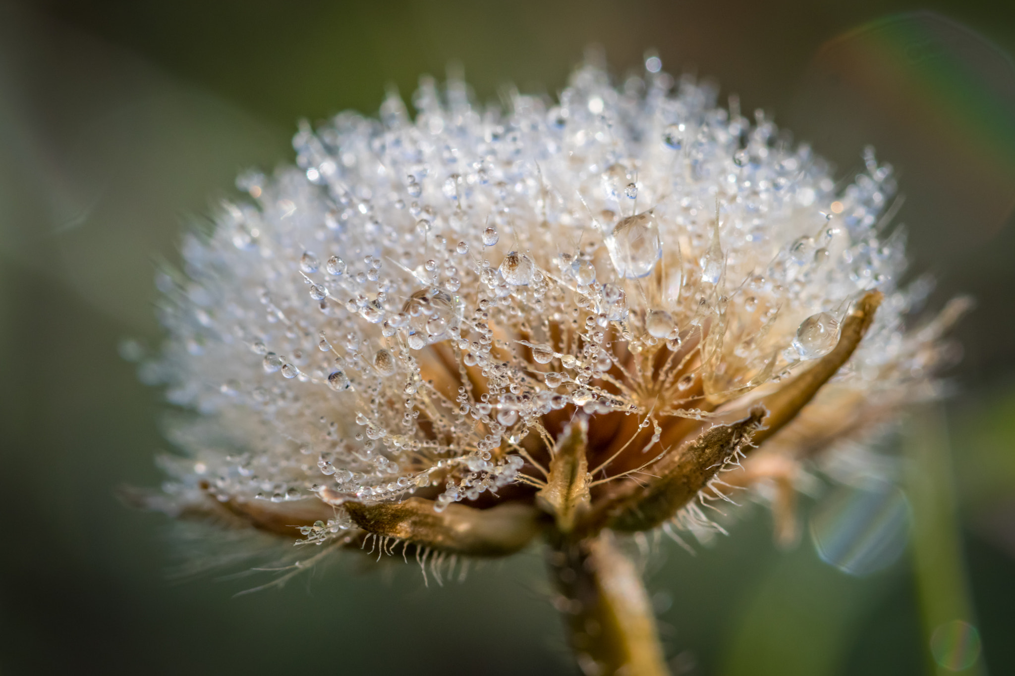 Canon EF 100mm F2.8 Macro USM sample photo. Morning flowers photography