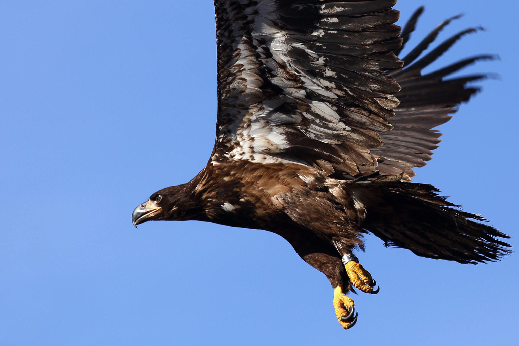Canon EOS 6D + Canon EF 300mm f/4L sample photo. Young eagle photography