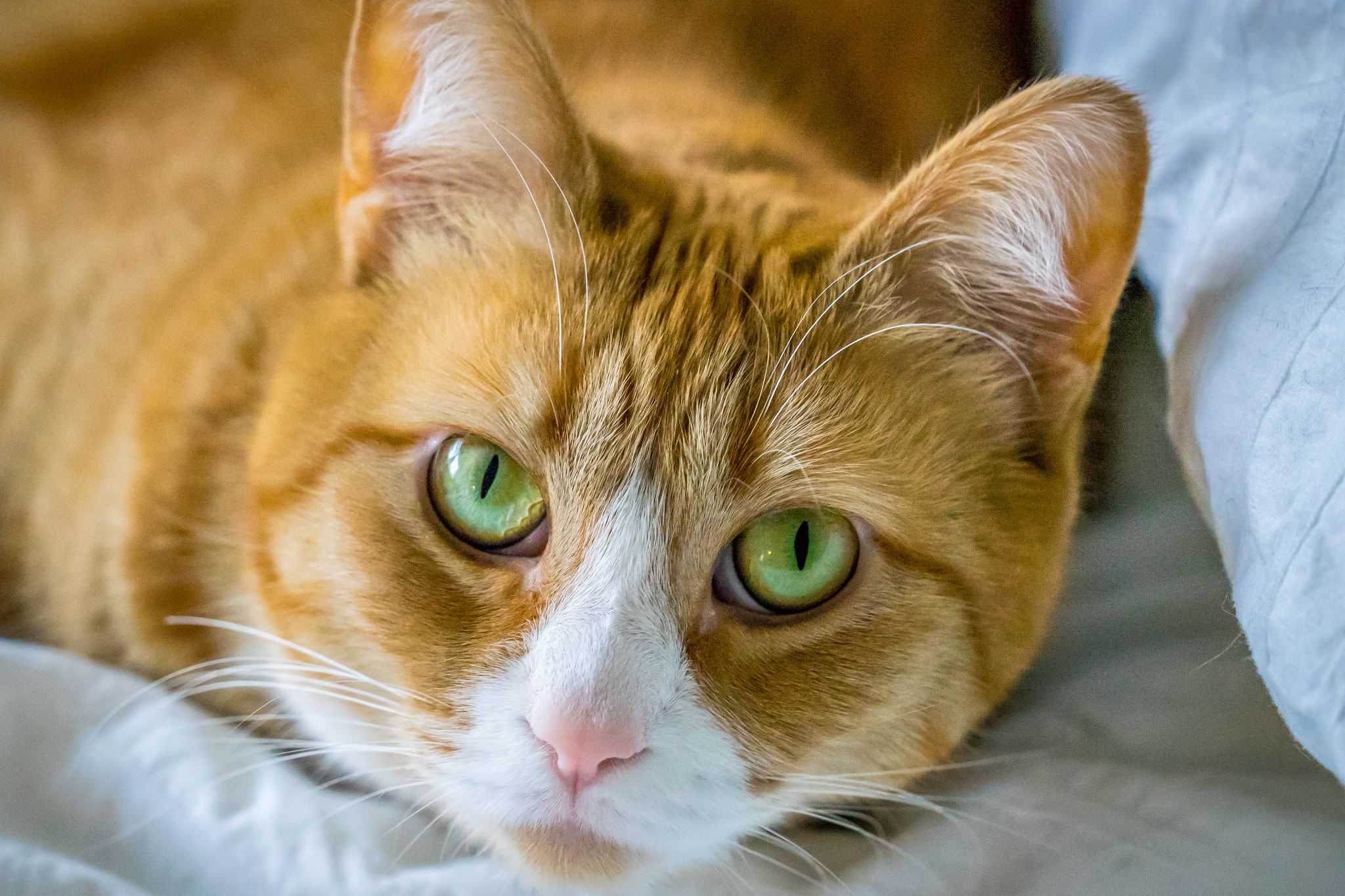 Sony FE 70-300mm F4.5-5.6 G OSS sample photo. Zoe photography