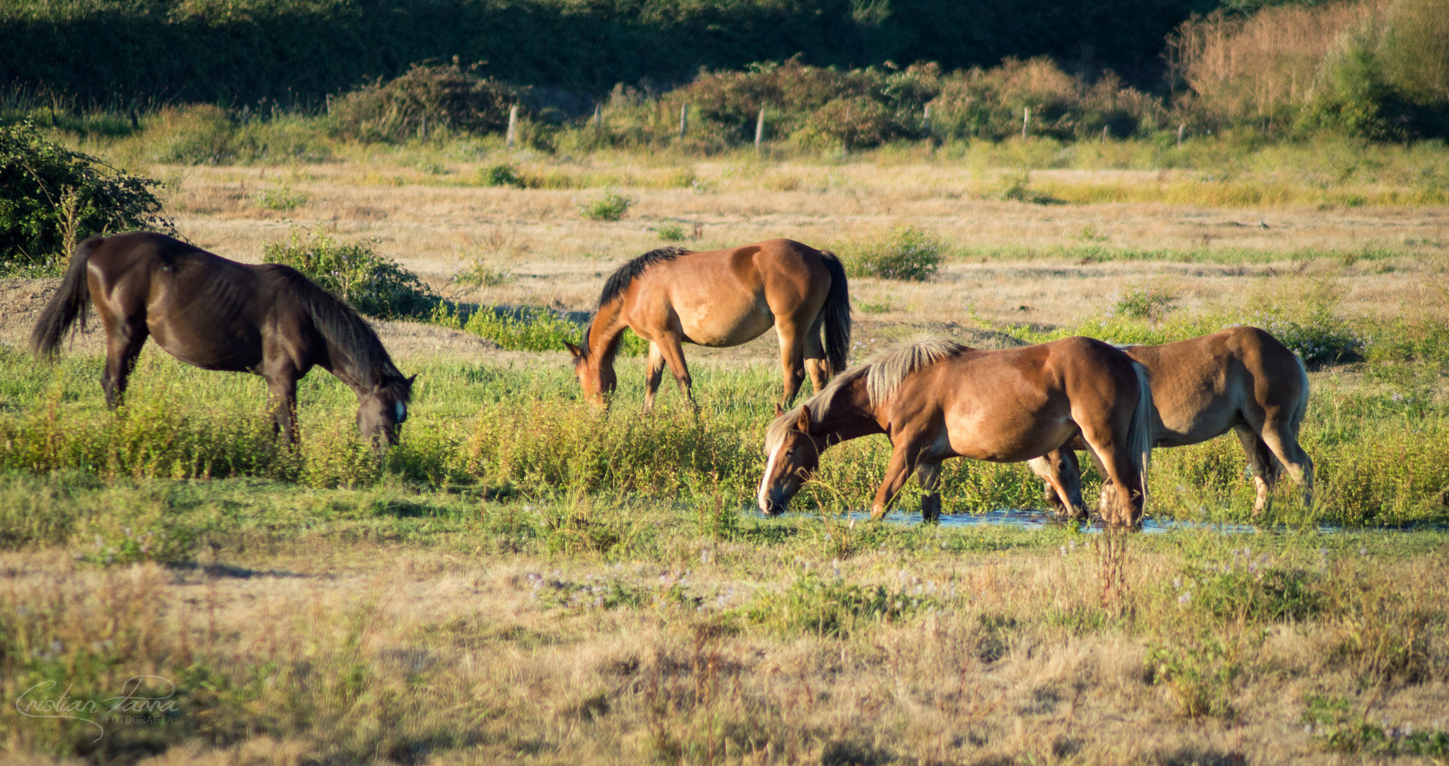 Nikon D3200 sample photo. Caballos pastando photography