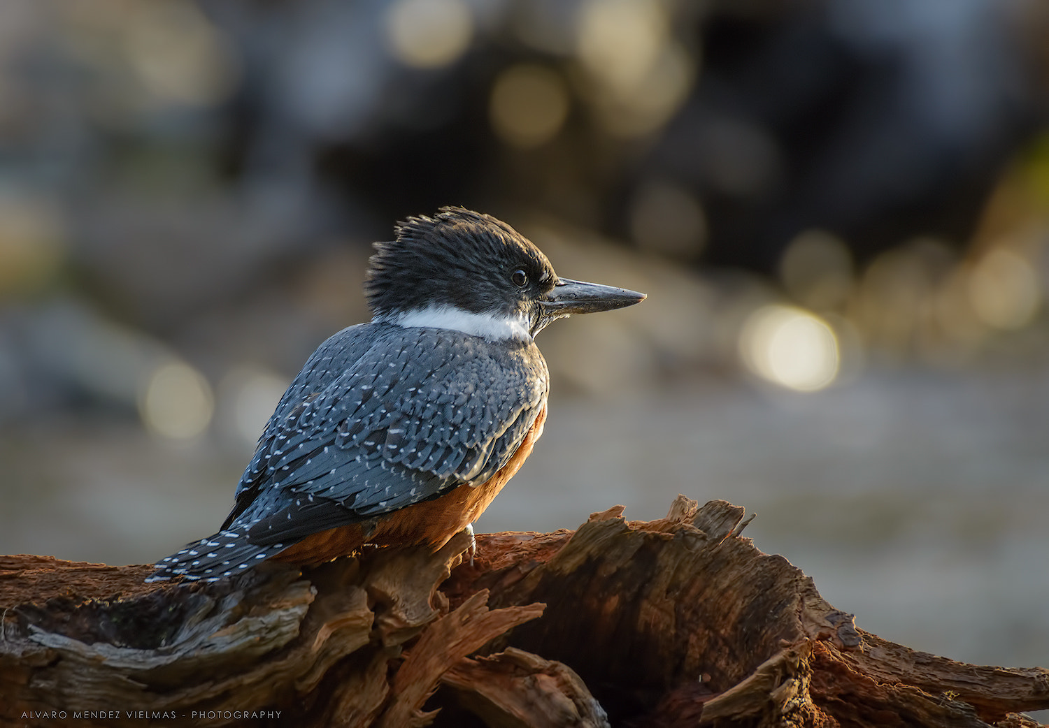 Nikon D7100 sample photo. Kingfisher waiting... photography