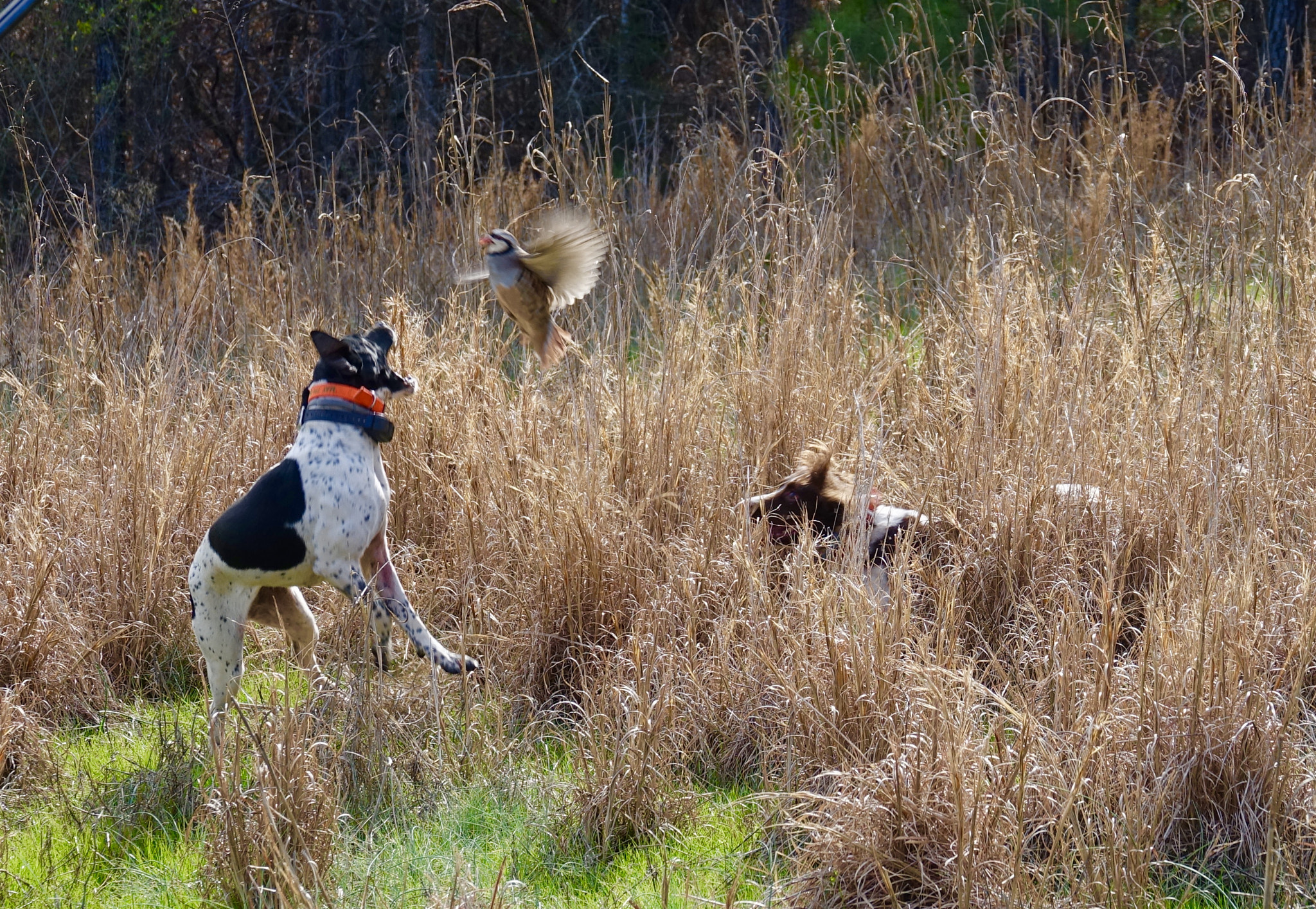 Sony 24-600mm F2.4-4.0 sample photo