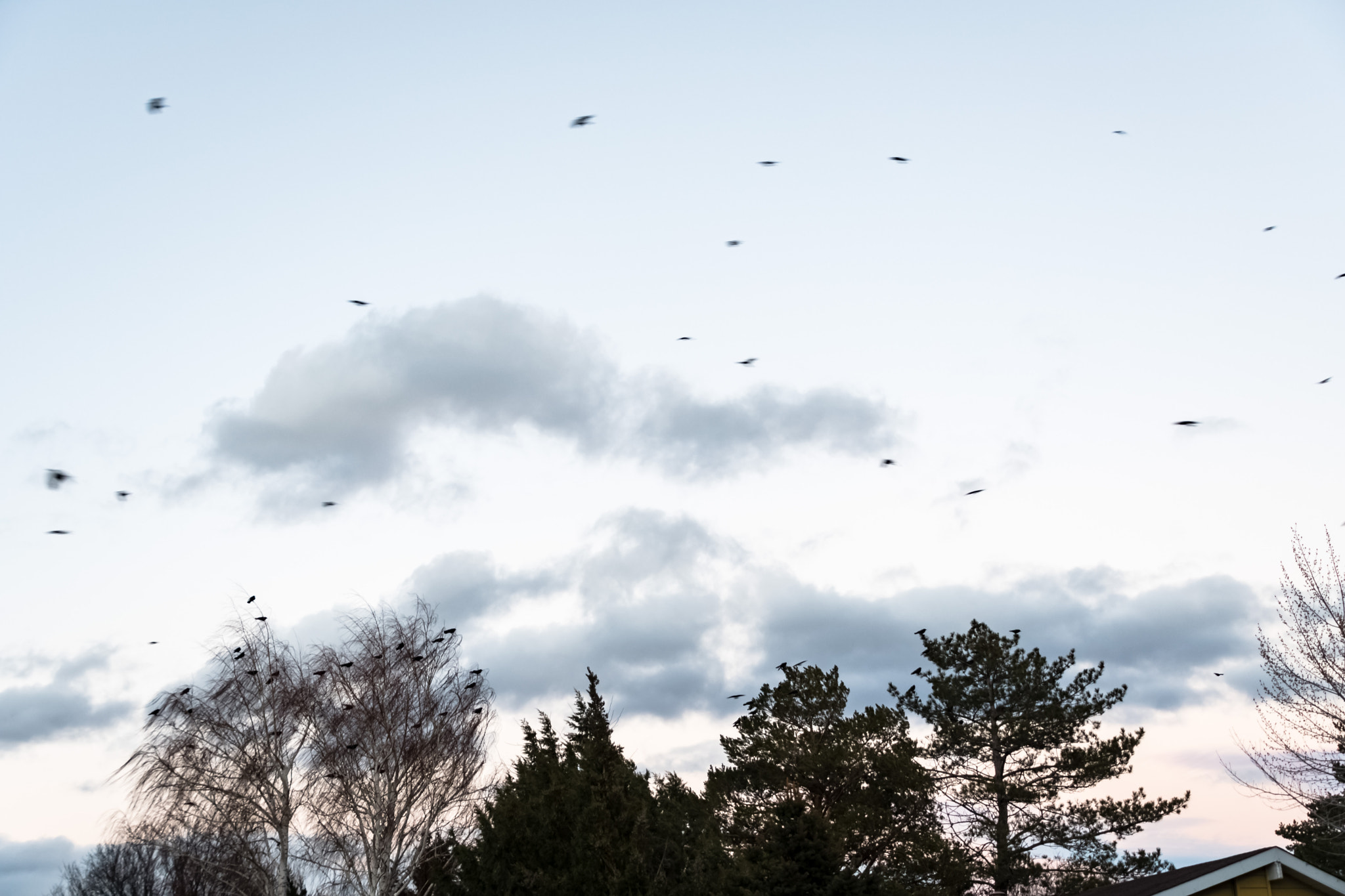 Nikon D500 sample photo. The birds! photography