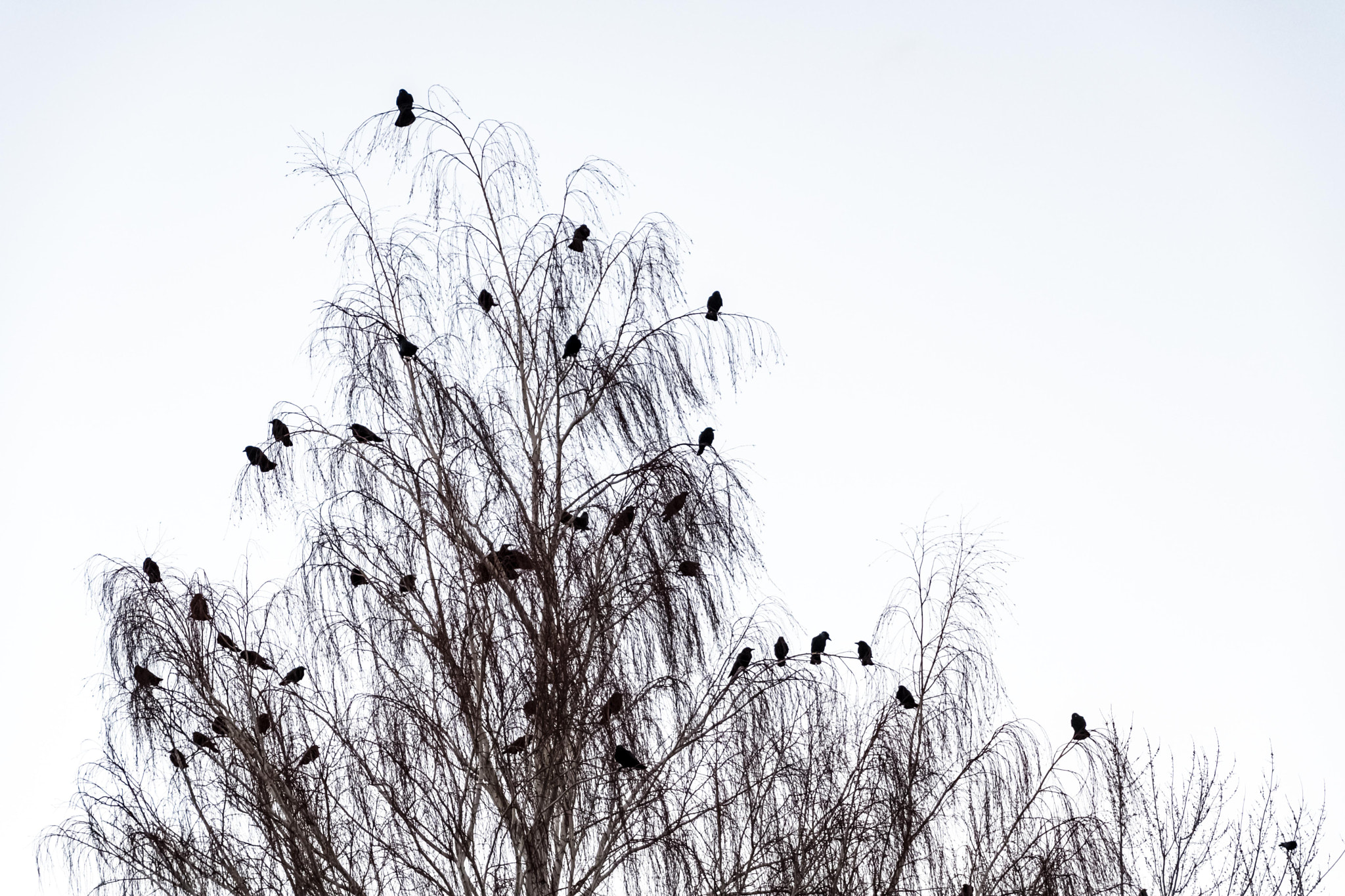Nikon D500 sample photo. A murder of crows! photography