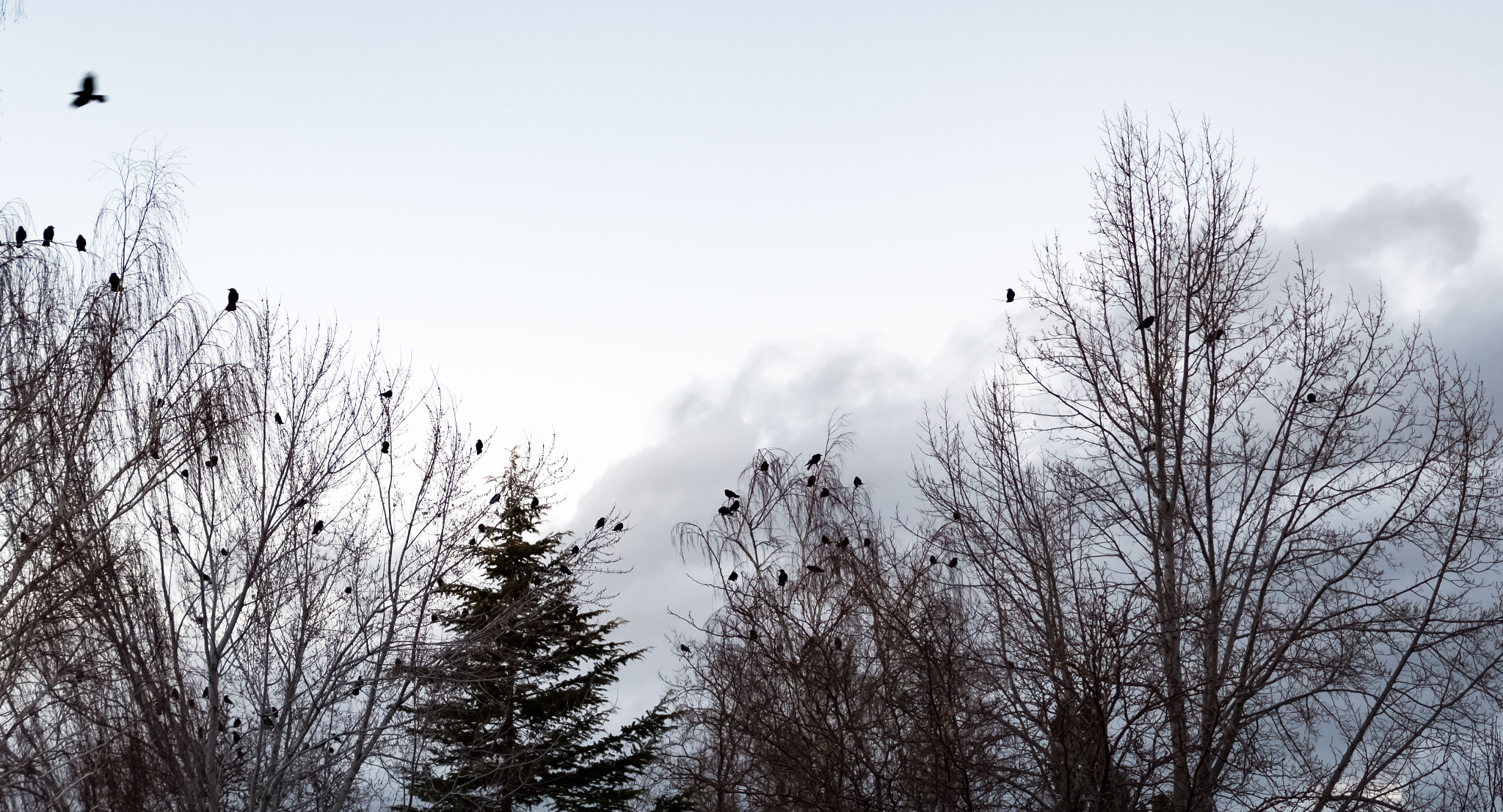 Nikon D500 sample photo. A murder of crows! photography