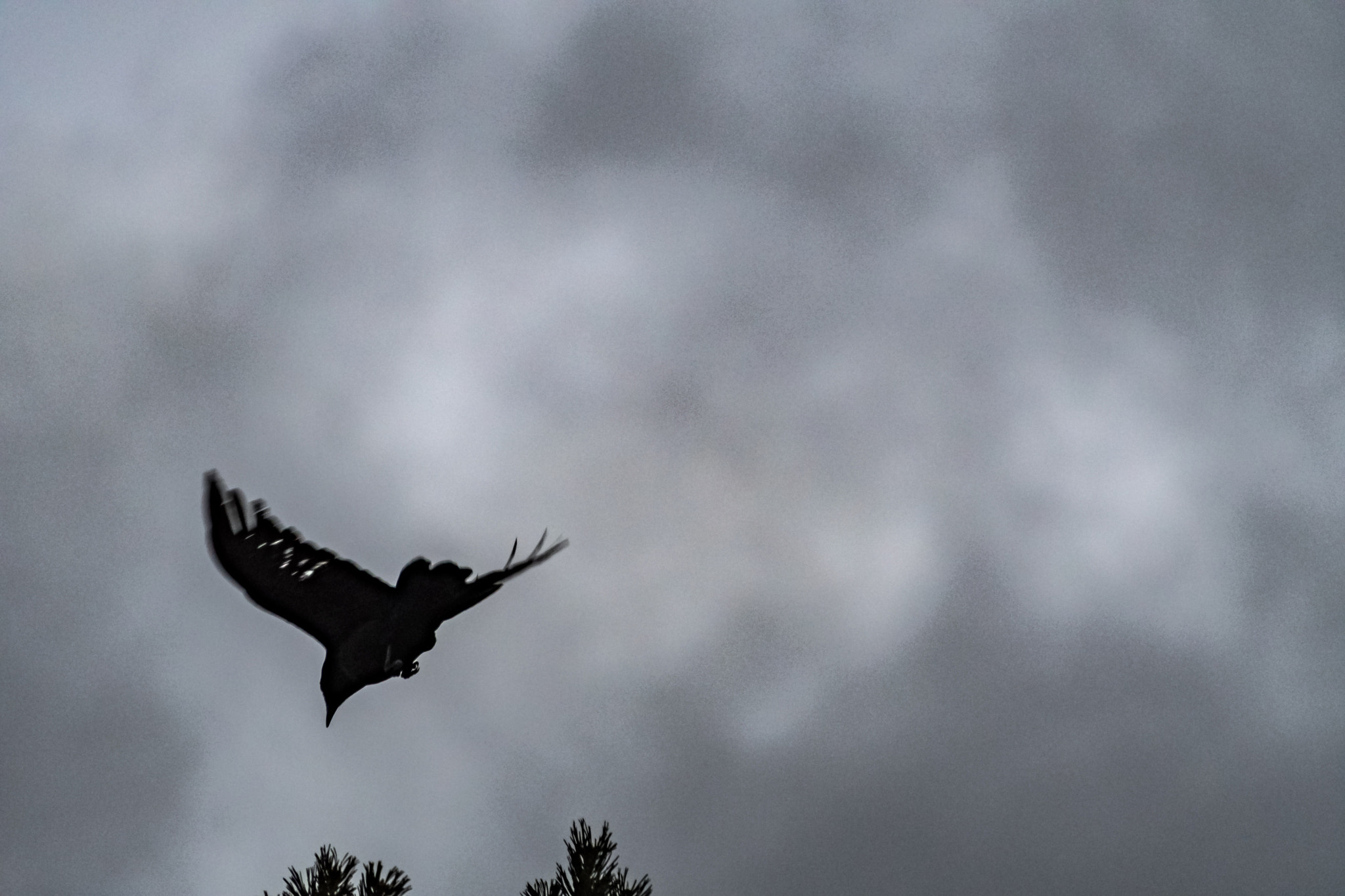 Nikon D500 sample photo. Coming in for a landing photography