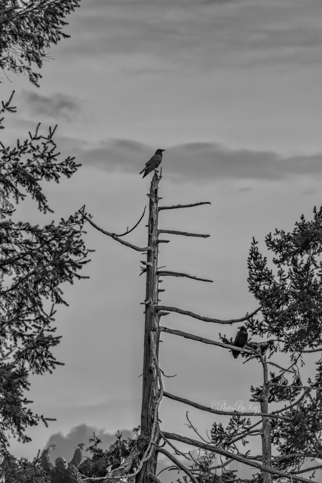 150-600mm F5-6.3 DG OS HSM | Contemporary 015 sample photo. Crows in b&w photography