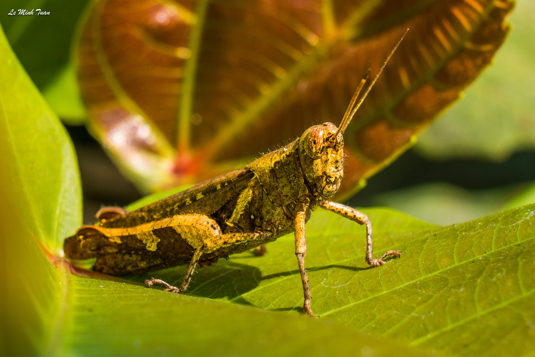 Sony Alpha NEX-7 + Sony E 55-210mm F4.5-6.3 OSS sample photo. Grasshopper photography