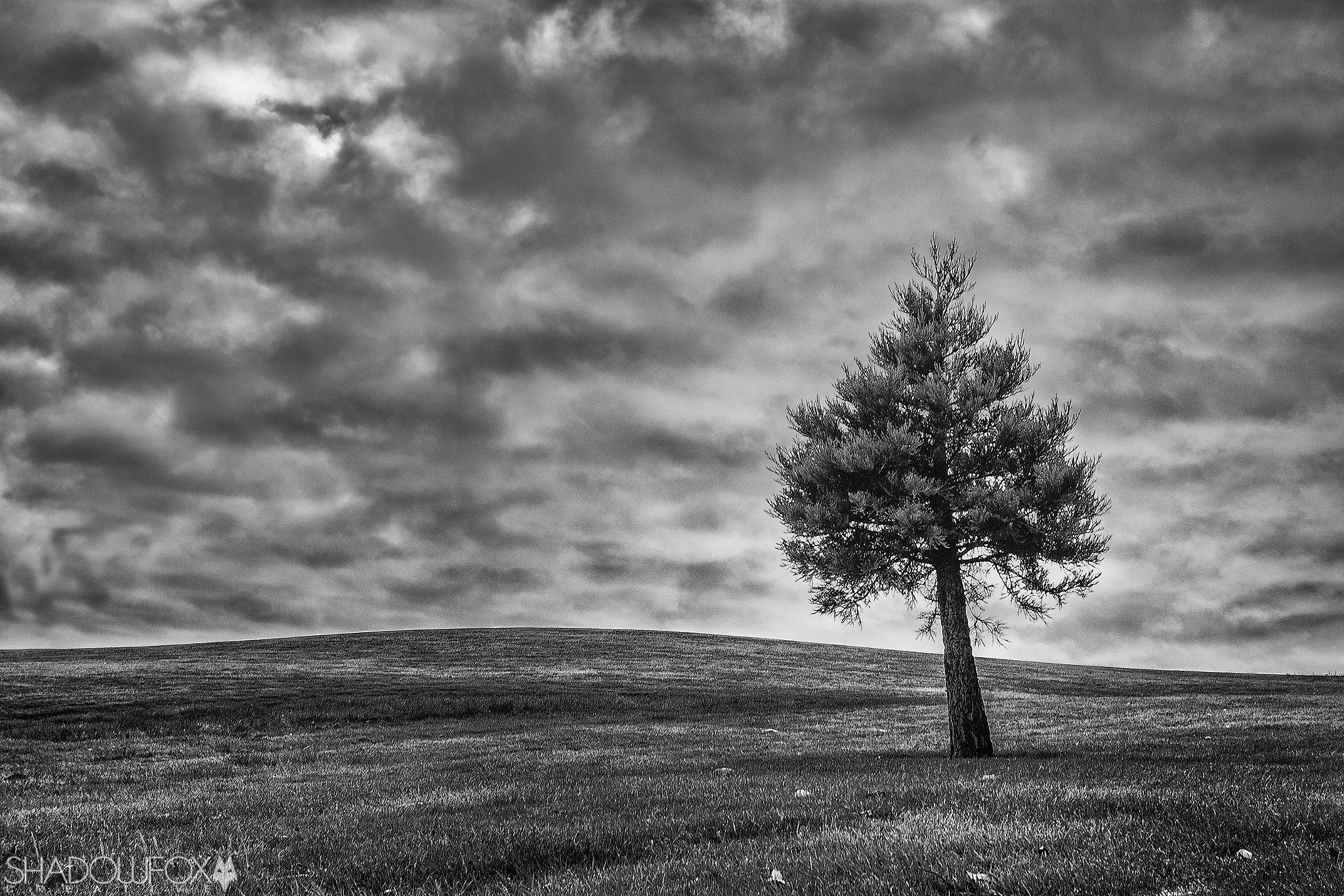 Sigma 10-20mm F3.5 EX DC HSM sample photo. Tree photography
