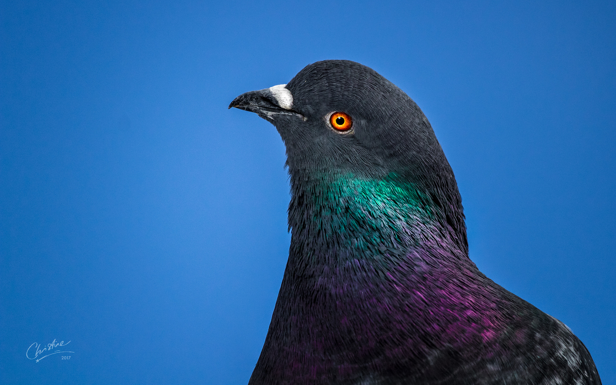 Canon EF-S 55-250mm F4-5.6 IS STM sample photo. Close encounter of the common kind photography