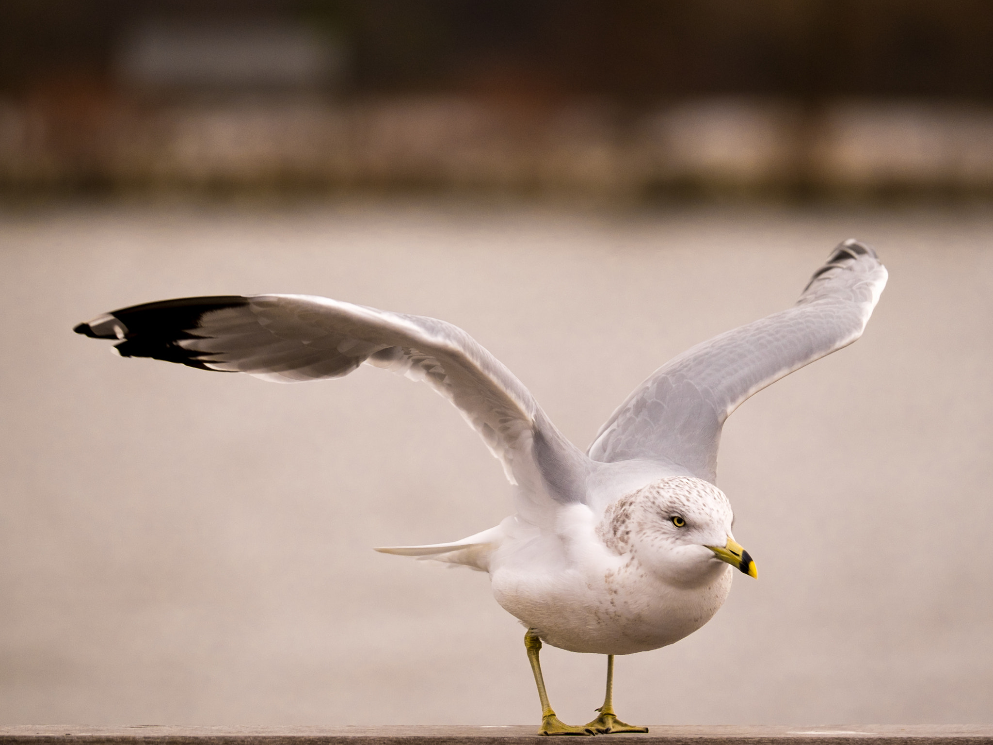 Fujifilm X-T1 + Fujifilm XF 50-140mm F2.8 R LM OIS WR sample photo