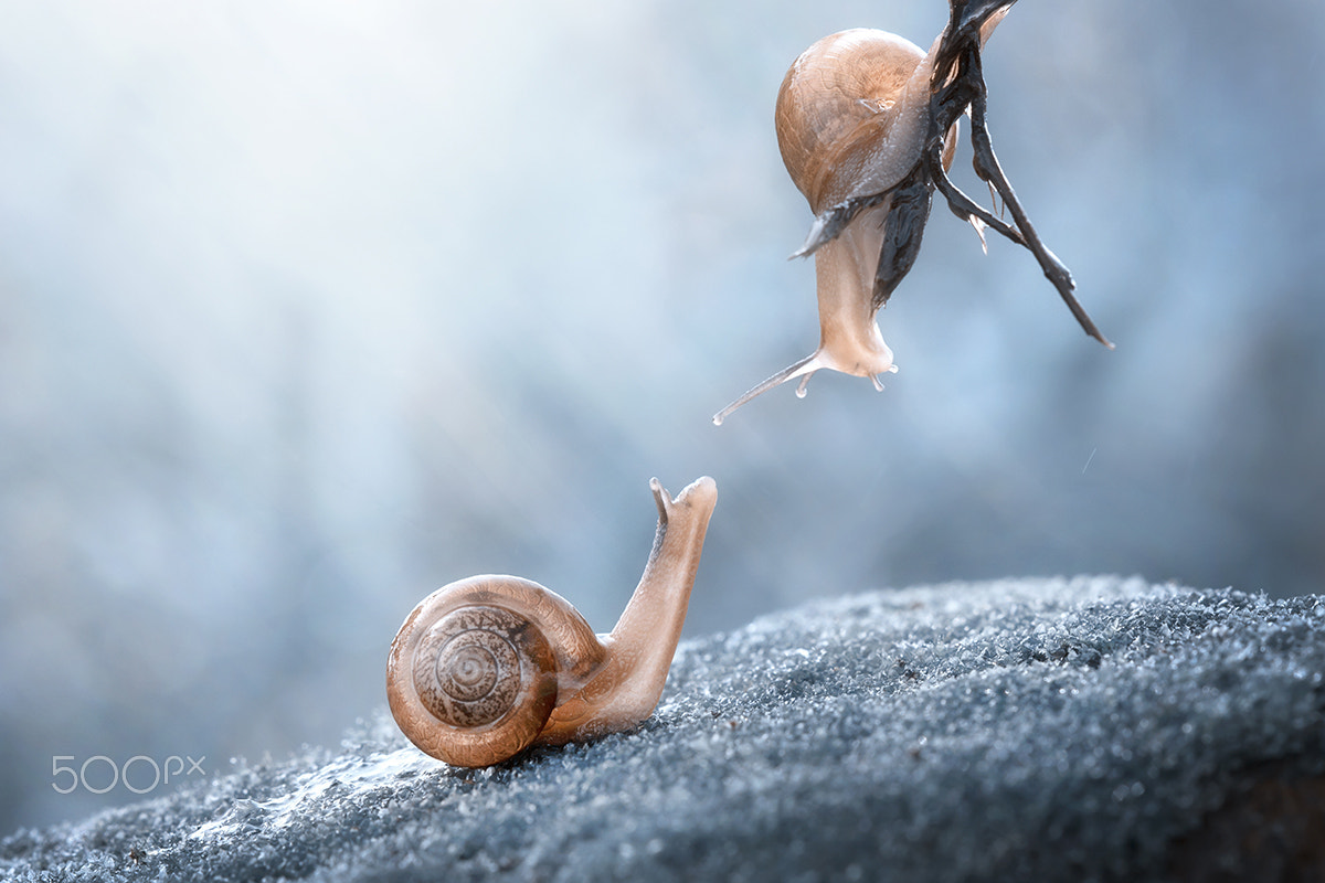 Canon EF 100mm F2.8 Macro USM sample photo. Little snail photography