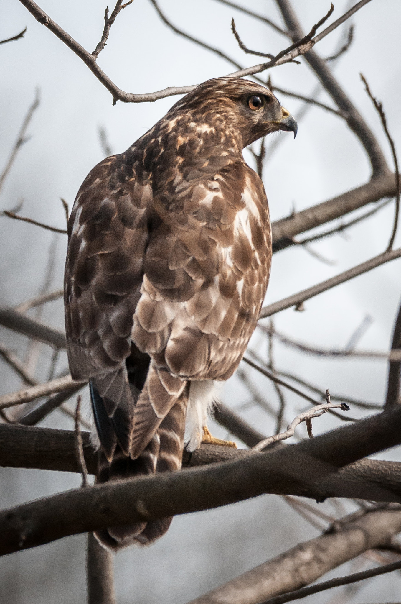 Nikon D300 sample photo. Juvenile red-tailed hawk photography