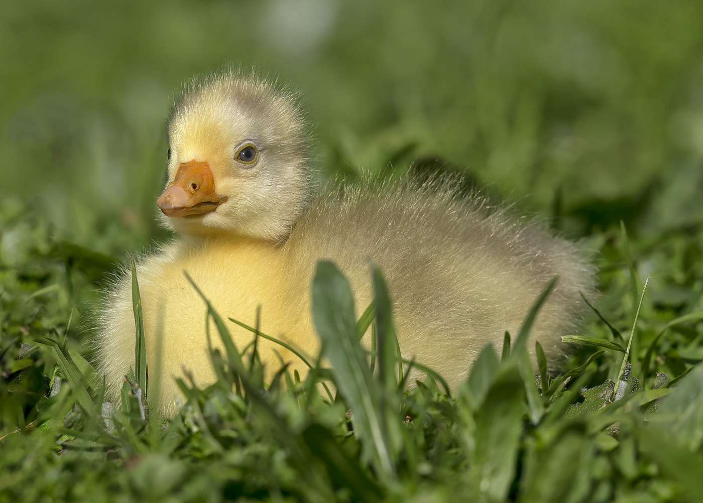 Canon EF 400mm F2.8L IS USM sample photo. Gossamer gosling photography