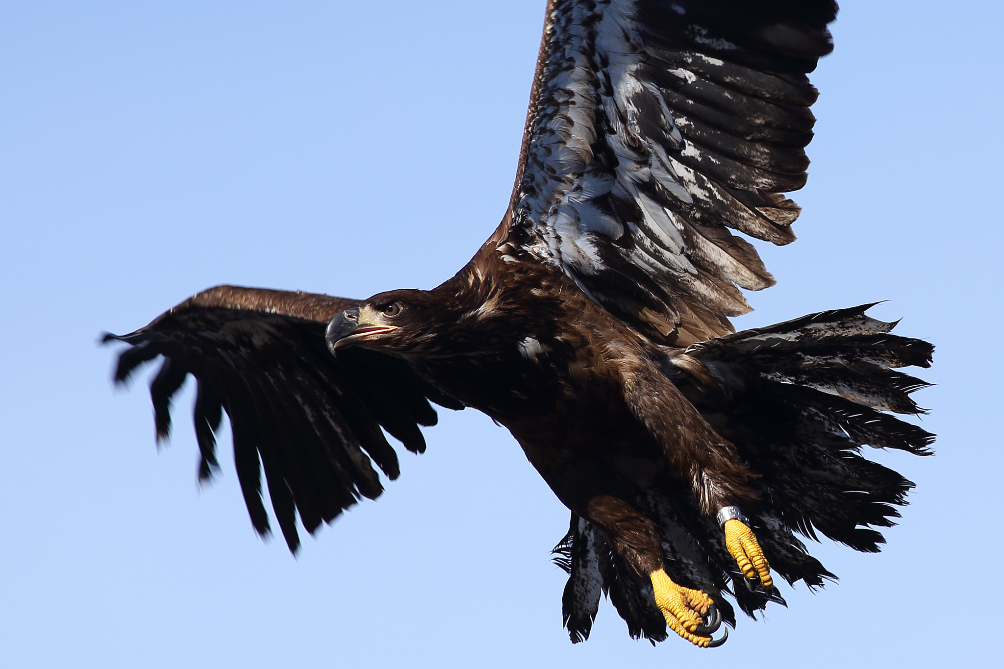 Canon EF 300mm f/4L sample photo. Young eagle ii photography