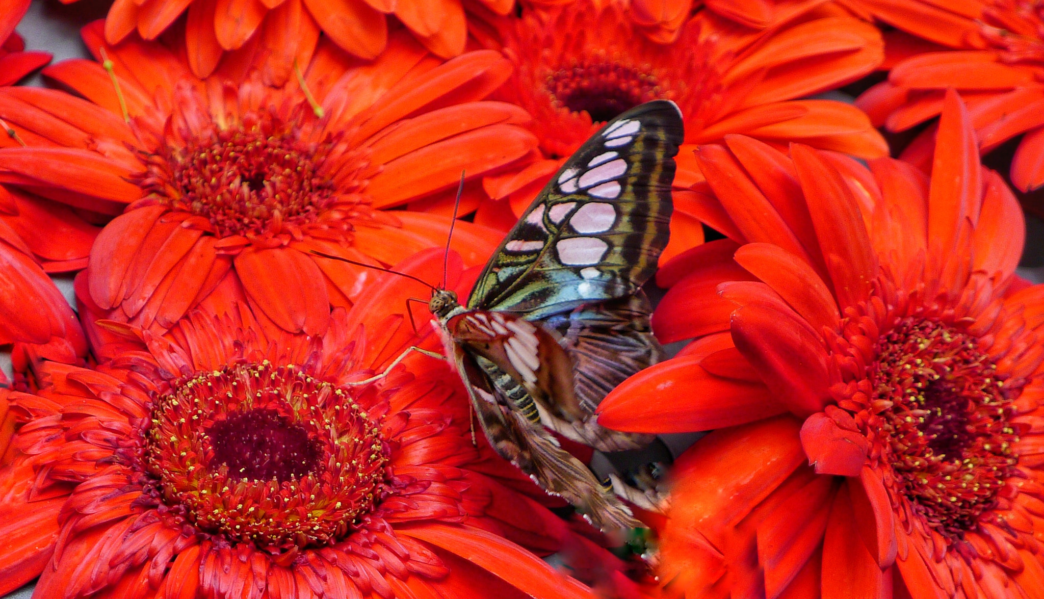 Leica D-LUX 5 sample photo. Butterfly 8 photography