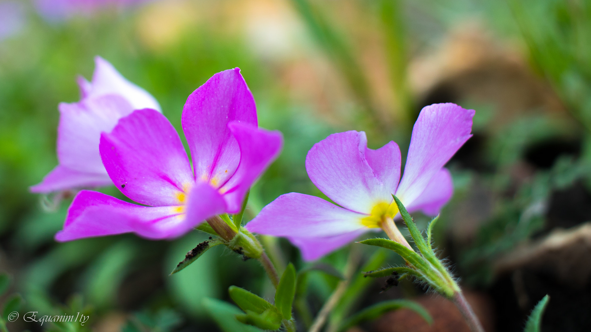 Canon EOS 750D (EOS Rebel T6i / EOS Kiss X8i) + Canon EF-S 24mm F2.8 STM sample photo. Wild flower blossom photography