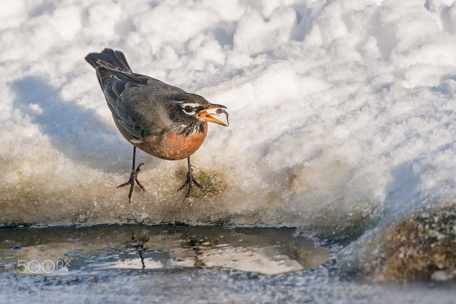 Canon EF 300mm F2.8L IS USM sample photo. American robin fishing photography