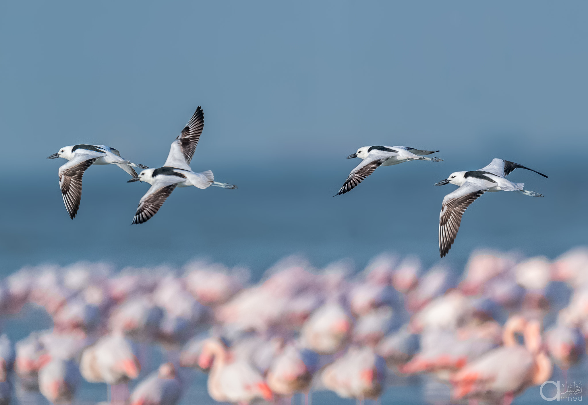 Nikon D4 + Nikon AF-S Nikkor 600mm F4G ED VR sample photo