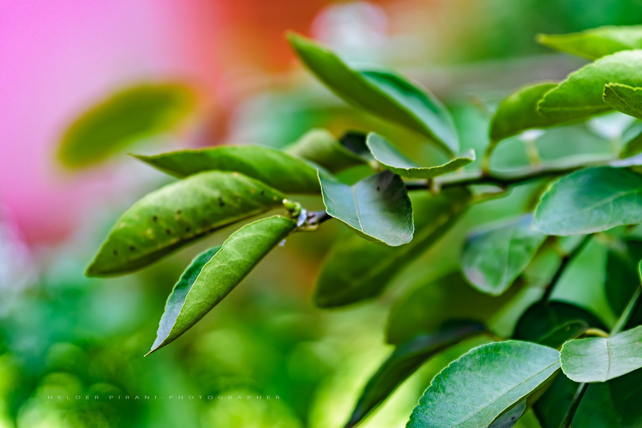Sigma 70-200mm F2.8 EX DG OS HSM sample photo. Oxygen photography