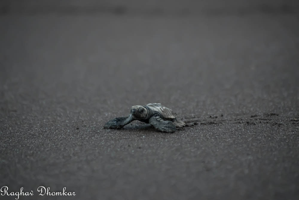 Nikon D5500 sample photo. At velas beach photography