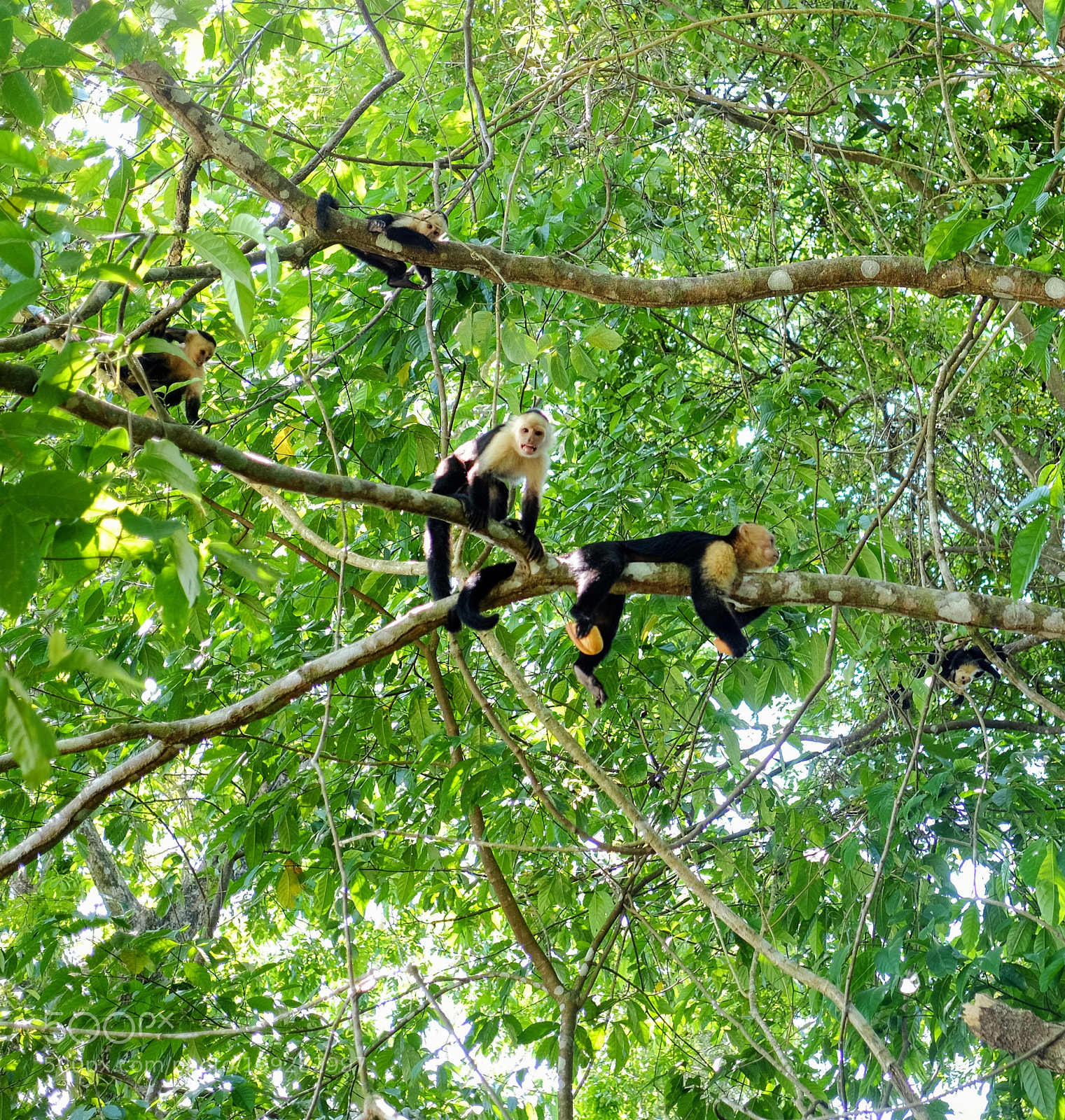 Fujifilm X-T1 sample photo. Cahuita national park photography