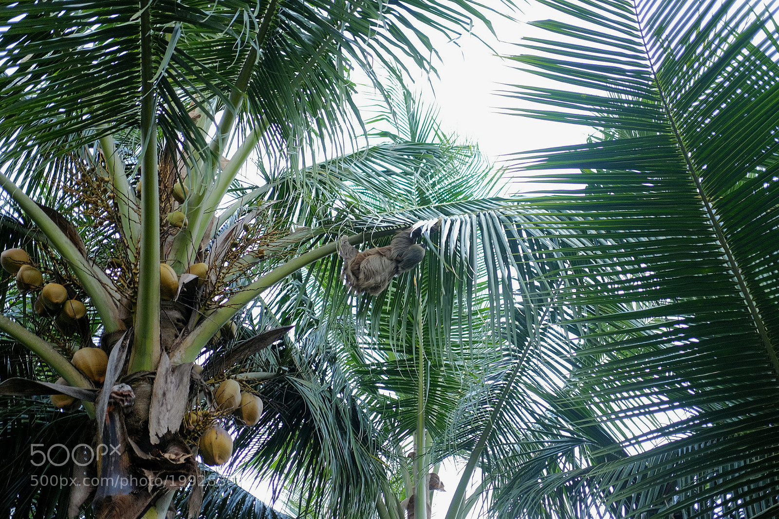 Fujifilm X-T1 sample photo. Cahuita national park photography