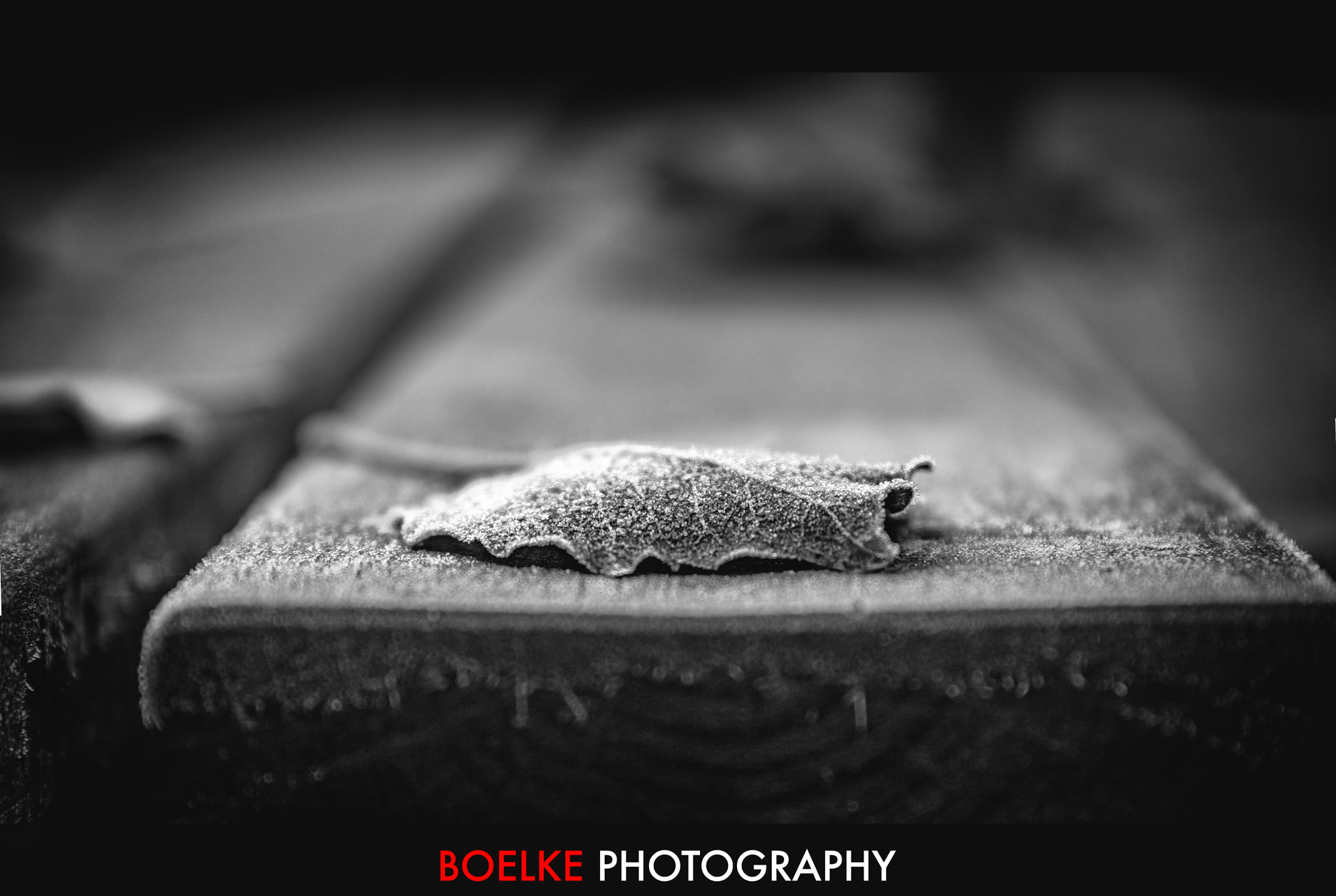Sigma 24-105mm f/4 DG OS HSM | A sample photo. Cold leave photography