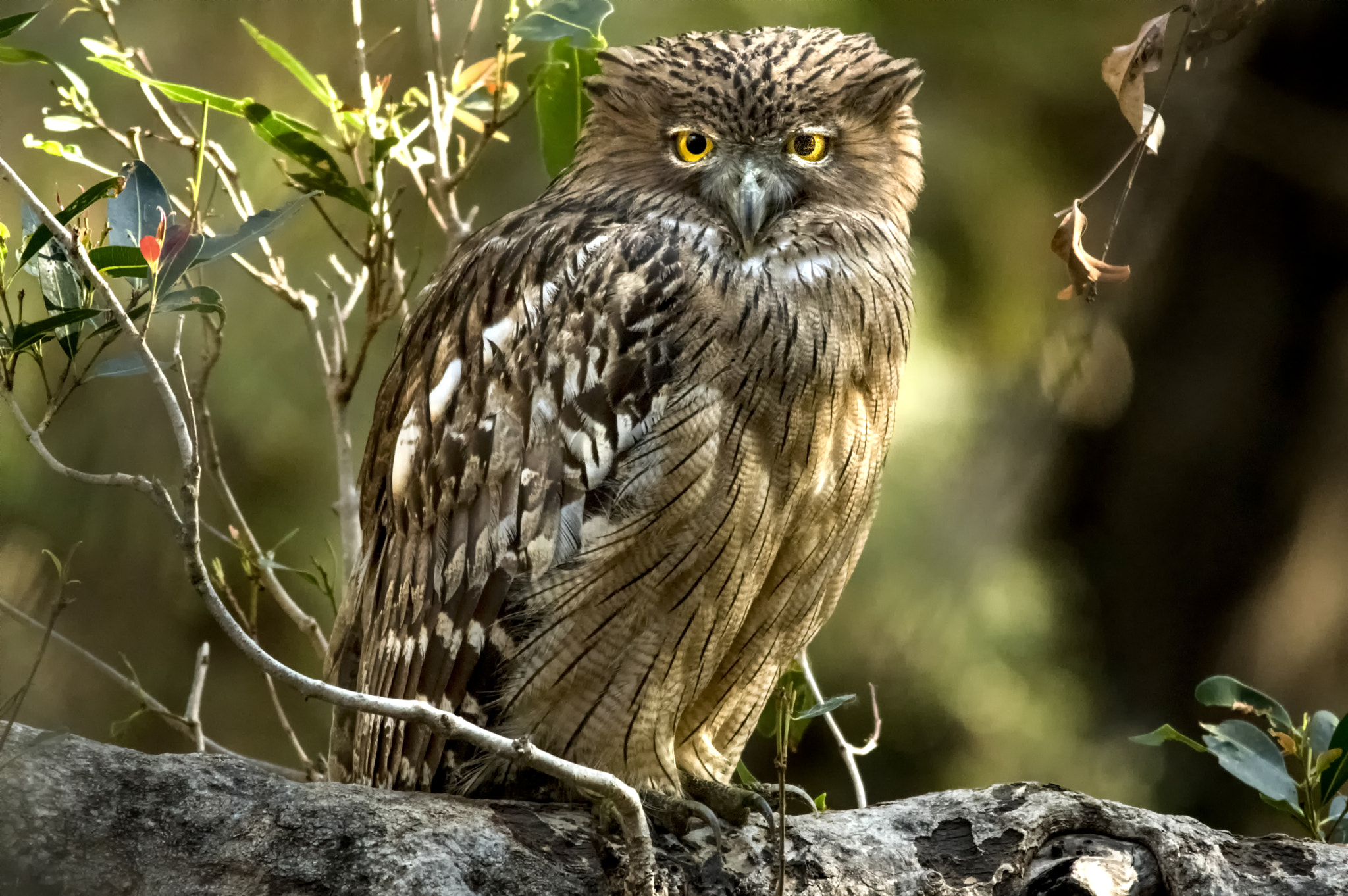 Pentax K-3 II sample photo. Owl photography