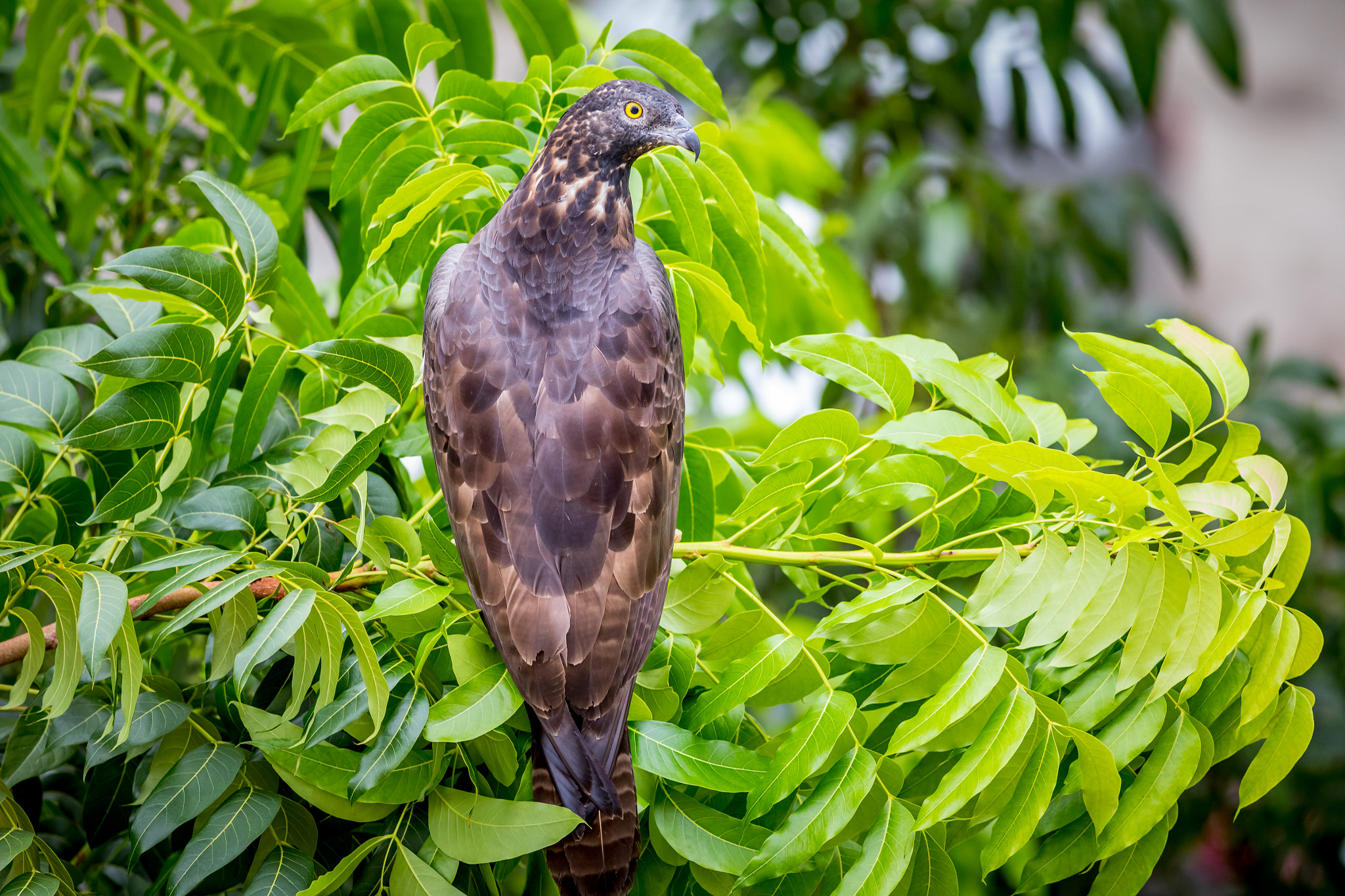 Canon EF 400mm F5.6L USM sample photo. Oriental honey buzzard photography