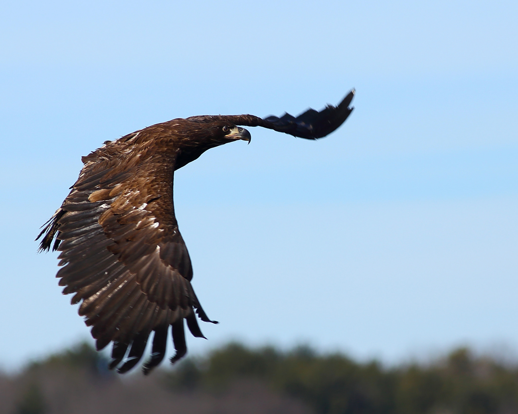 Canon EOS 6D + Canon EF 300mm f/4L sample photo. First flight photography