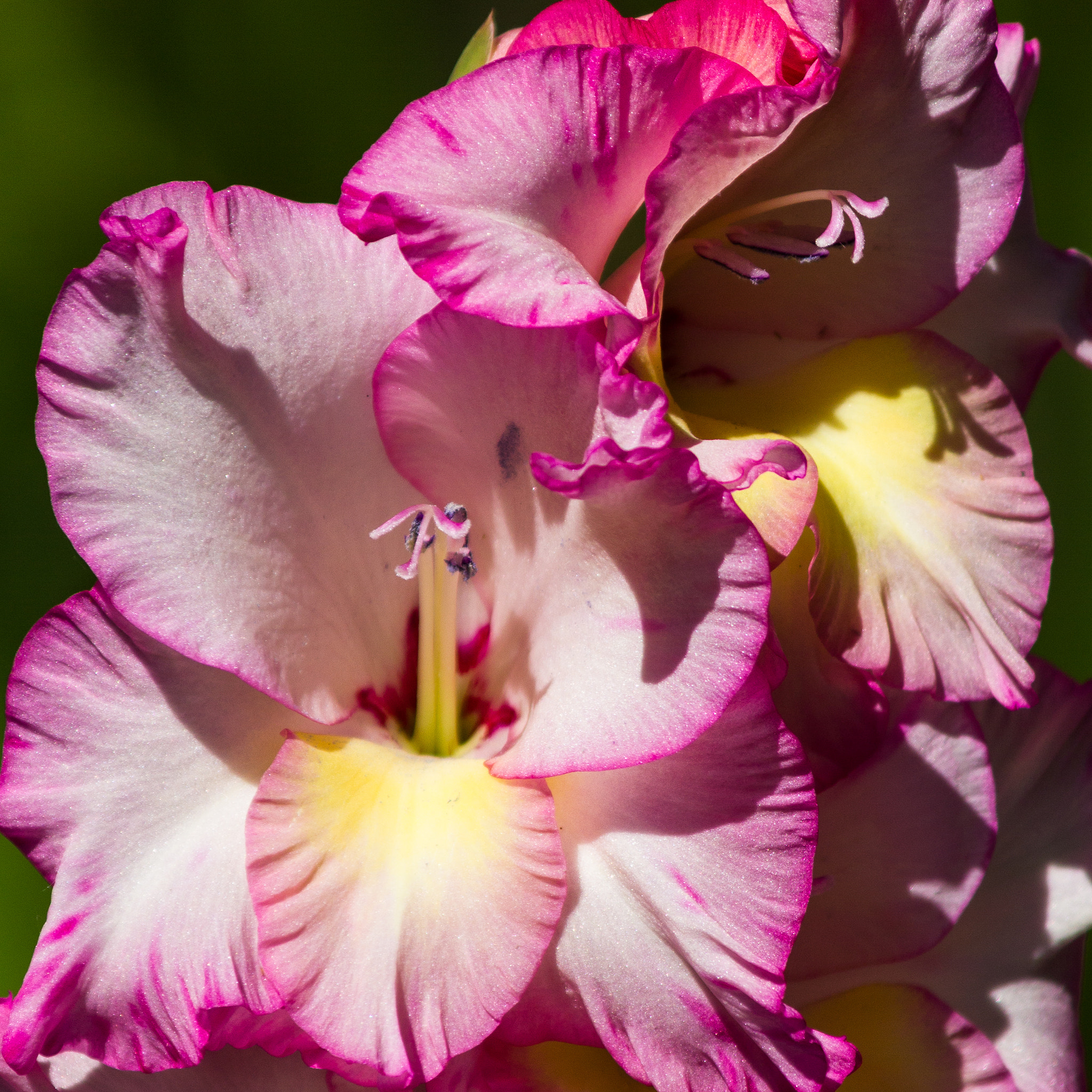 Canon EOS 550D (EOS Rebel T2i / EOS Kiss X4) sample photo. Summer glads photography