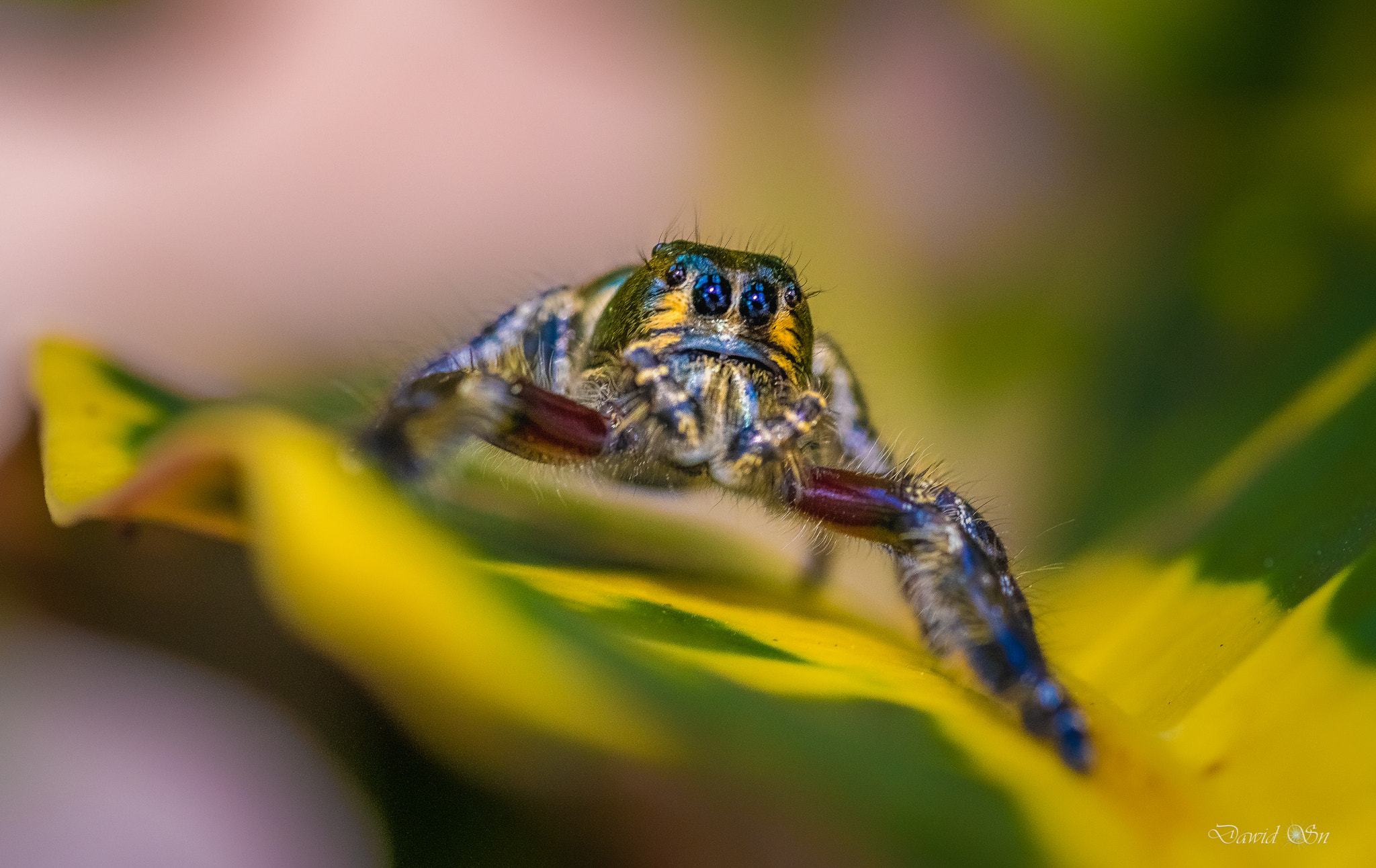 Nikon D750 + Tokina AT-X Pro 100mm F2.8 Macro sample photo. Good morning photography