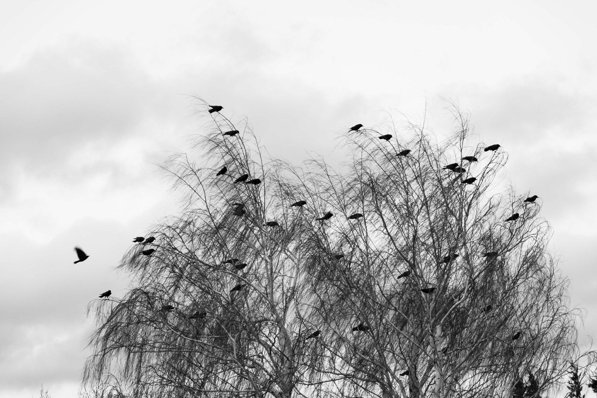 Nikon D500 sample photo. A crow gathering photography