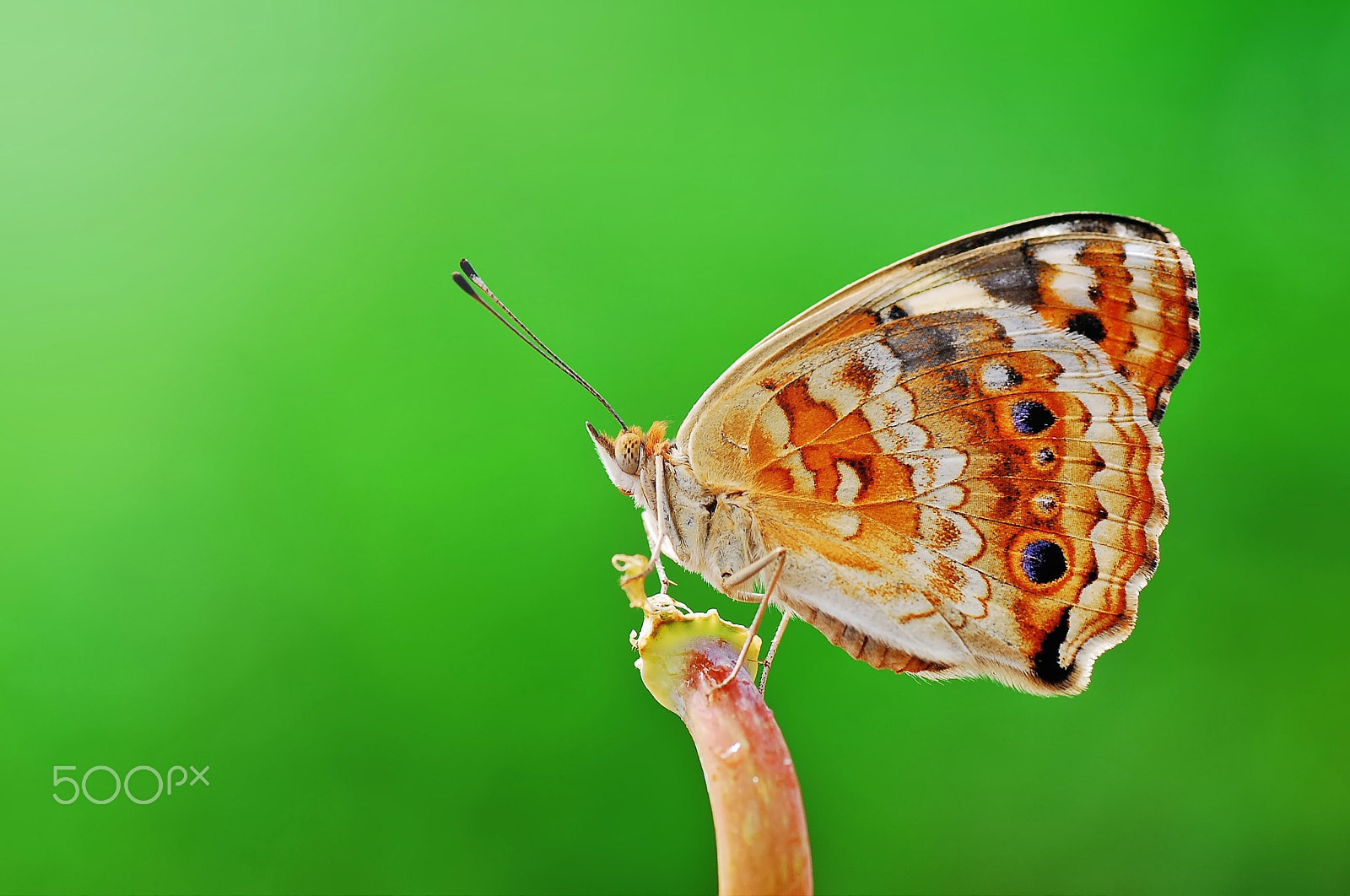 Nikon D60 sample photo. Butterfly photography