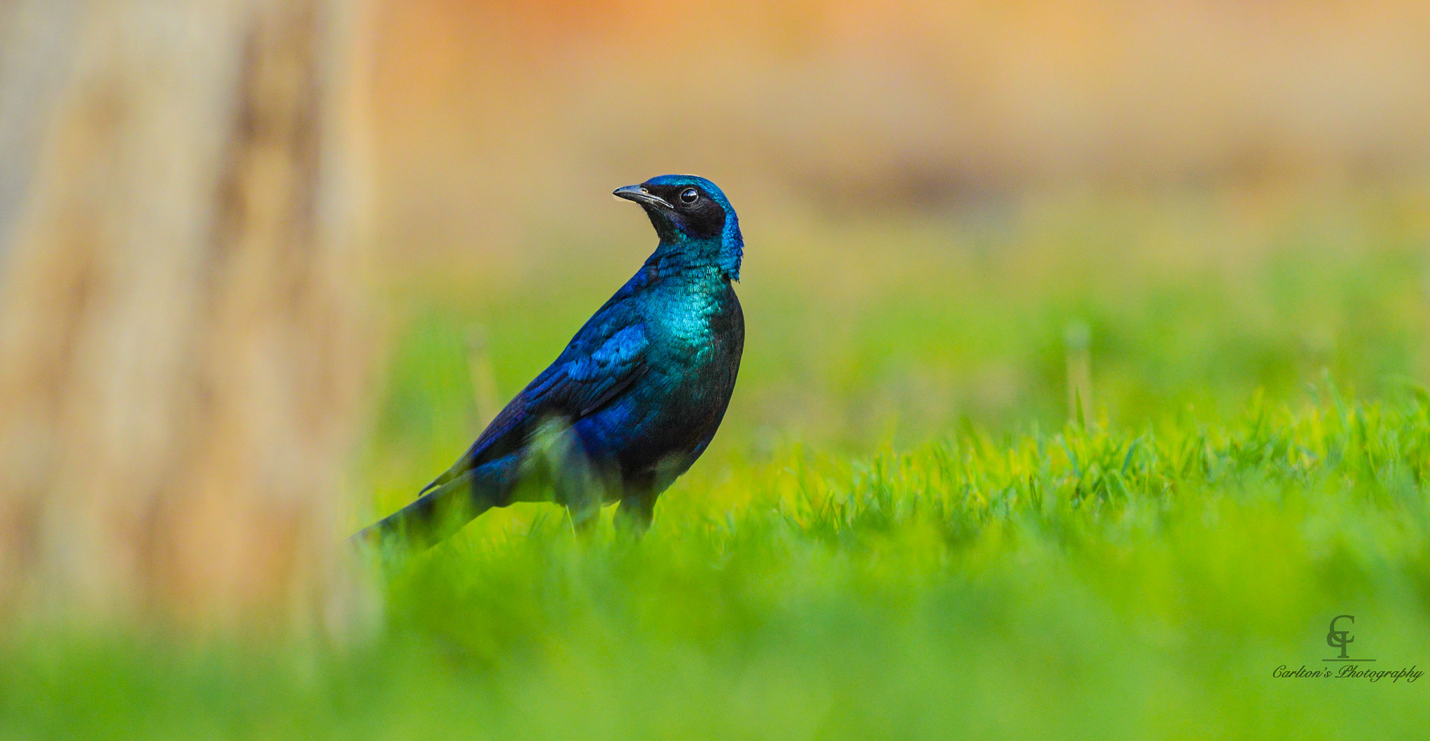Nikon D3200 sample photo. Omeya wildlife freelance . photography