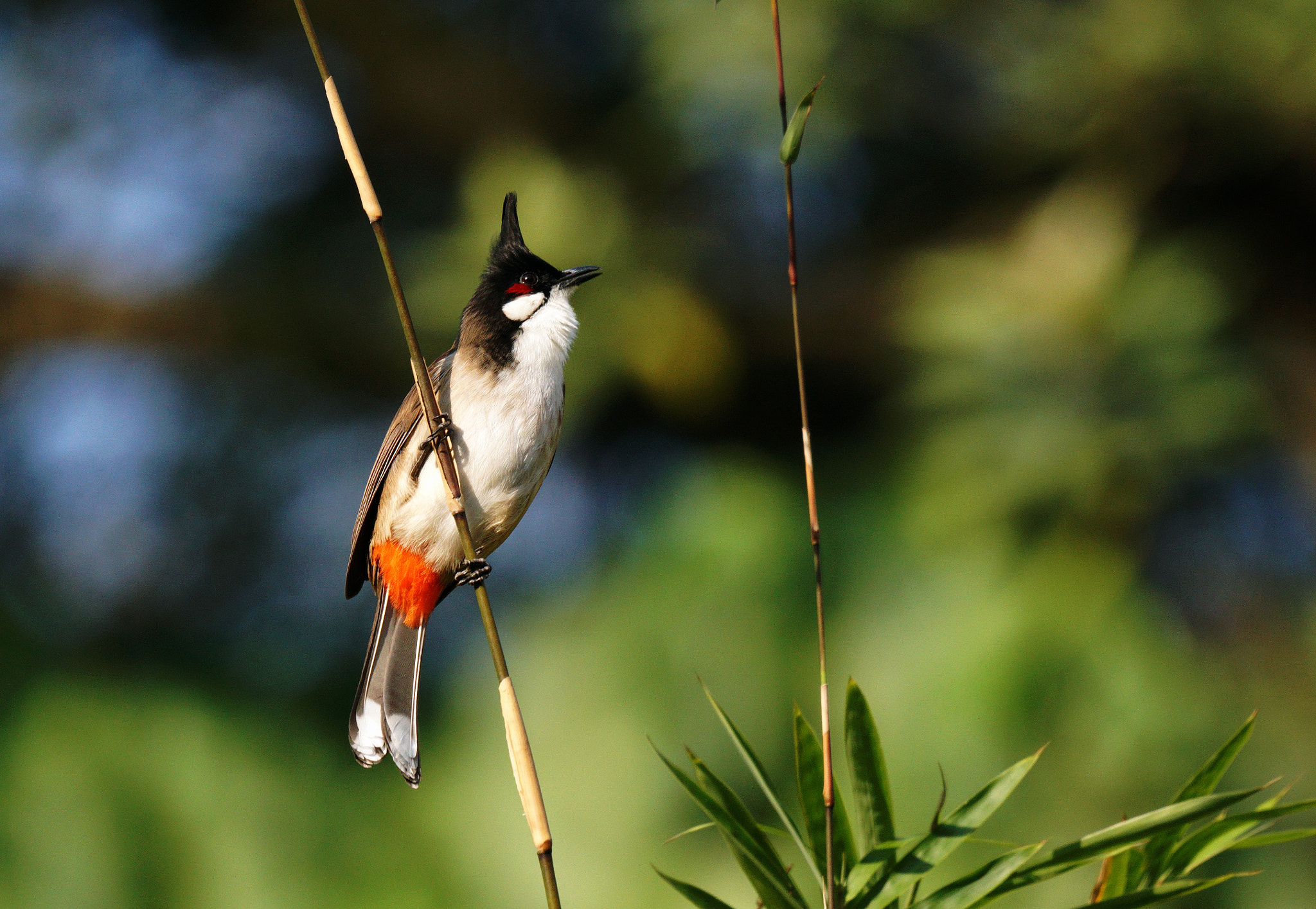 Sony 70-400mm F4-5.6 G SSM II sample photo. I am waiting photography