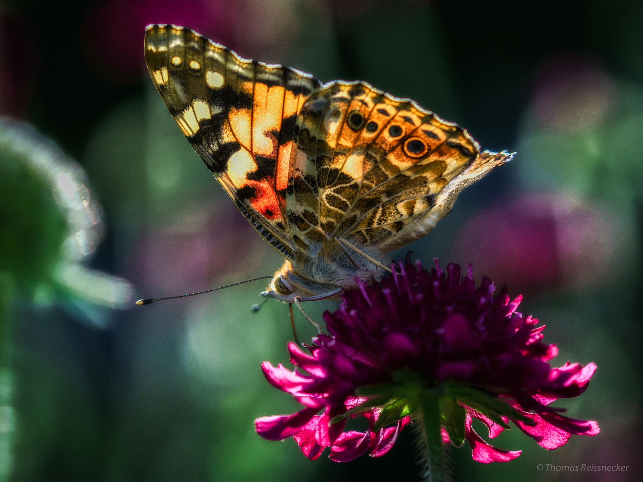 Sony ILCA-77M2 + 105mm F2.8 sample photo. A promise photography