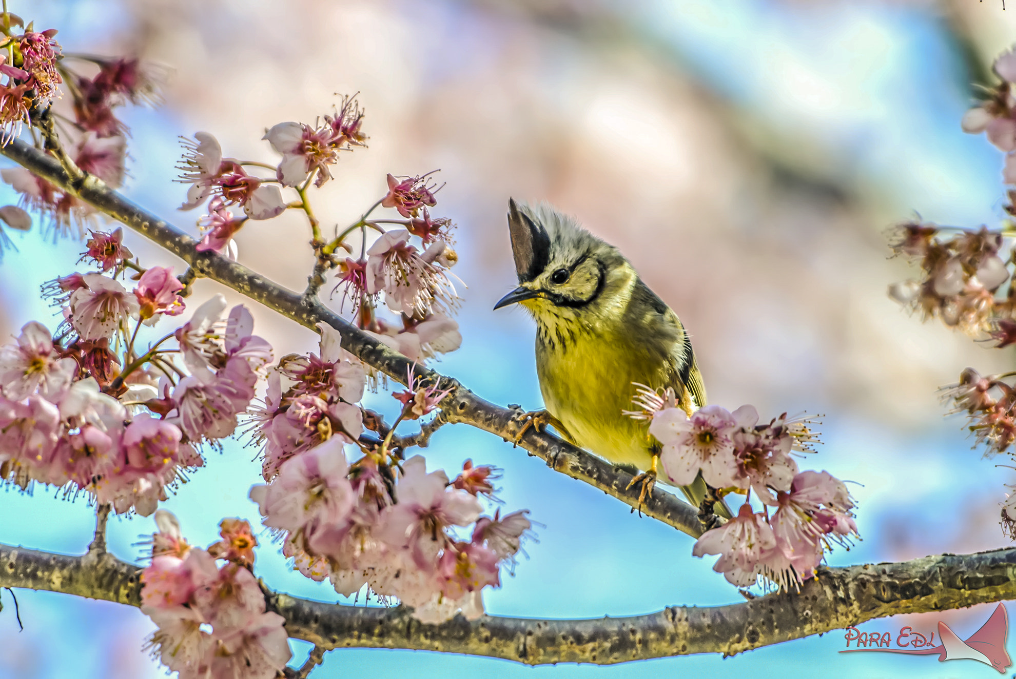 VR 70-200mm f/2.8G sample photo. Taiwan yuhina photography