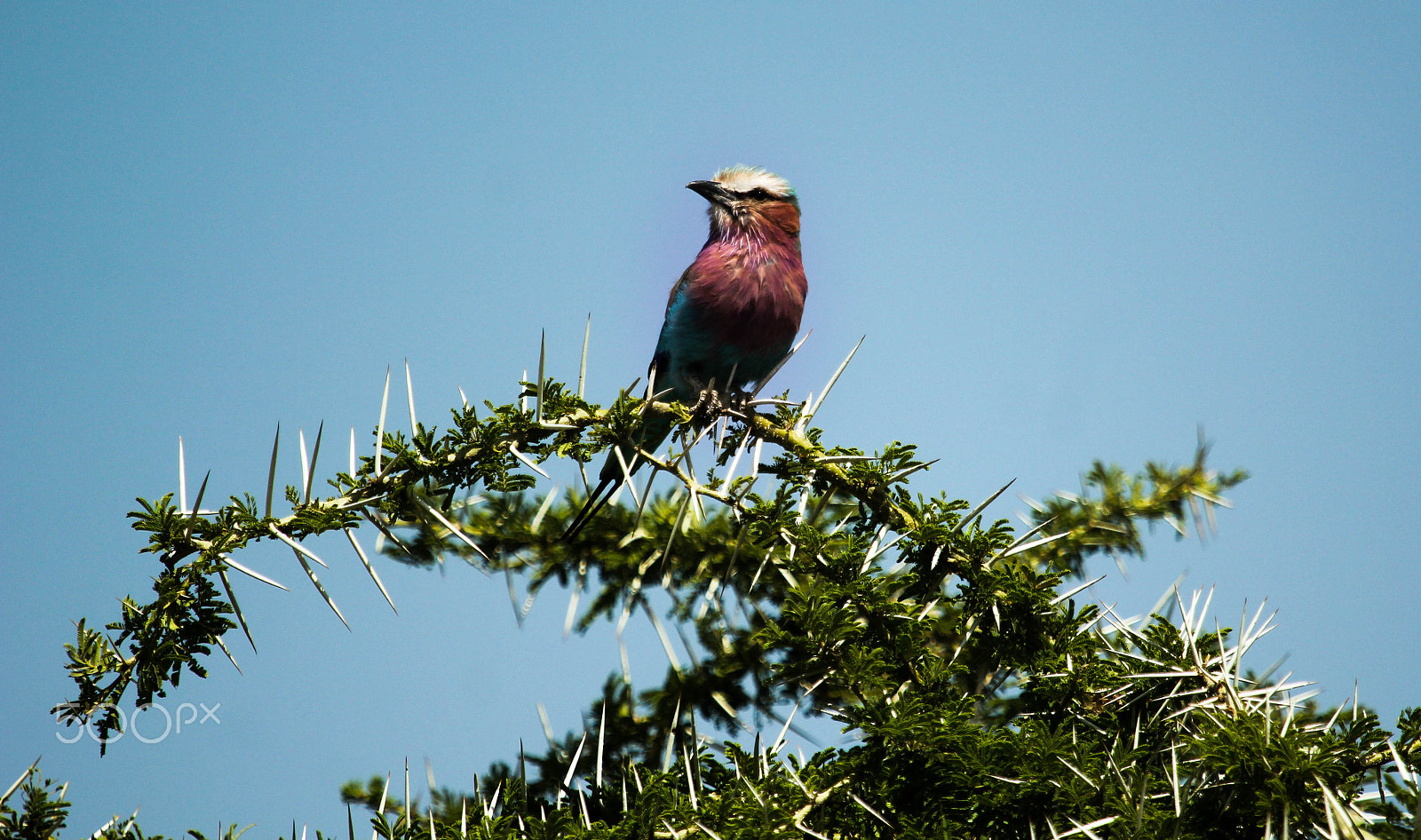 Canon EF 100-400mm F4.5-5.6L IS USM sample photo. African bird photography