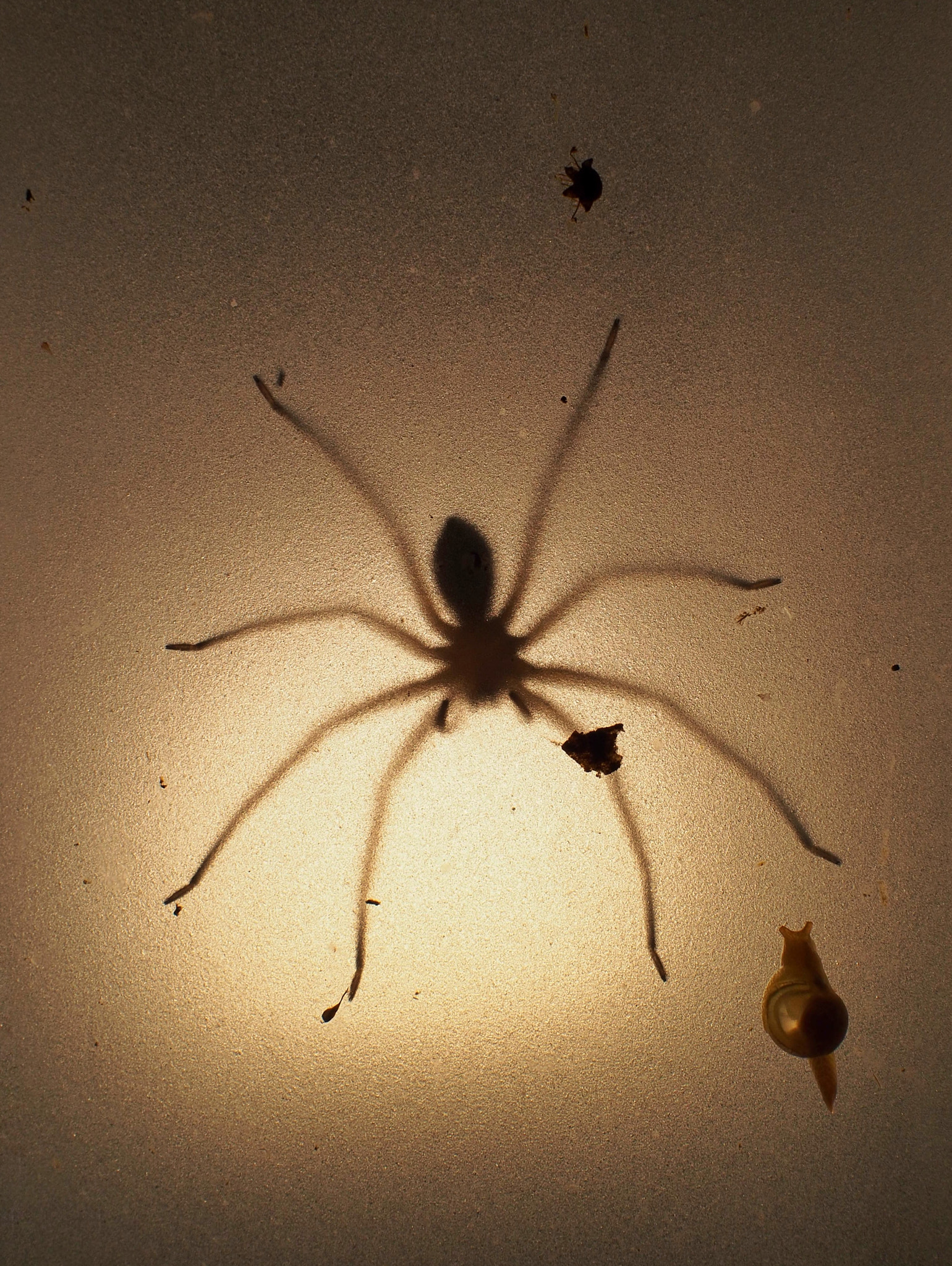 Olympus OM-D E-M5 sample photo. Spider shadow photography