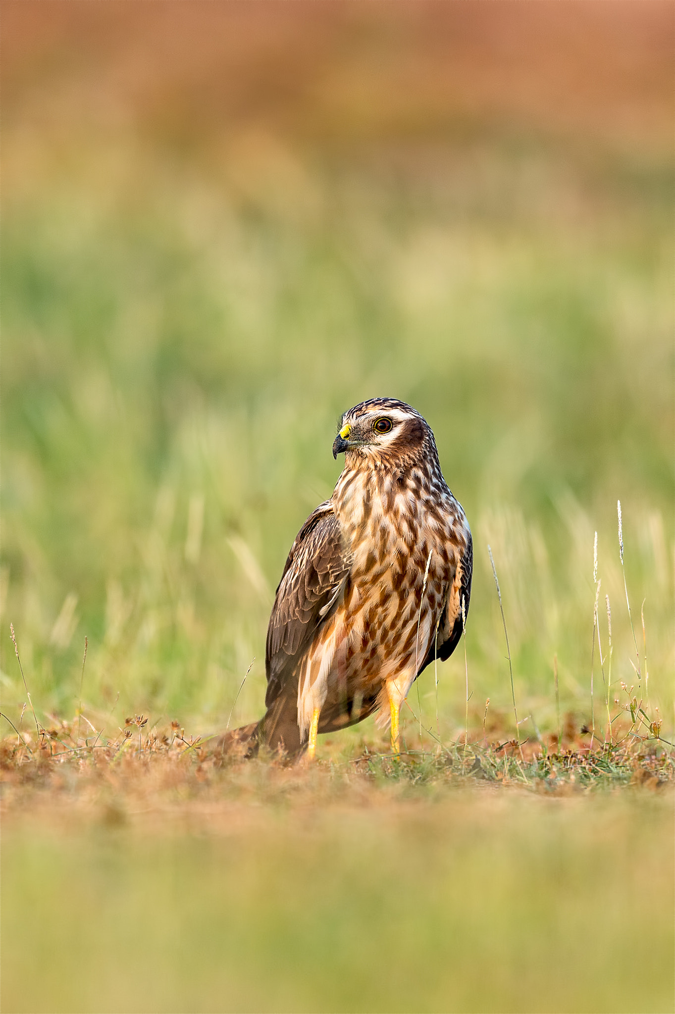 Nikon AF-S Nikkor 600mm F4E FL ED VR sample photo. Montagu harrier female photography