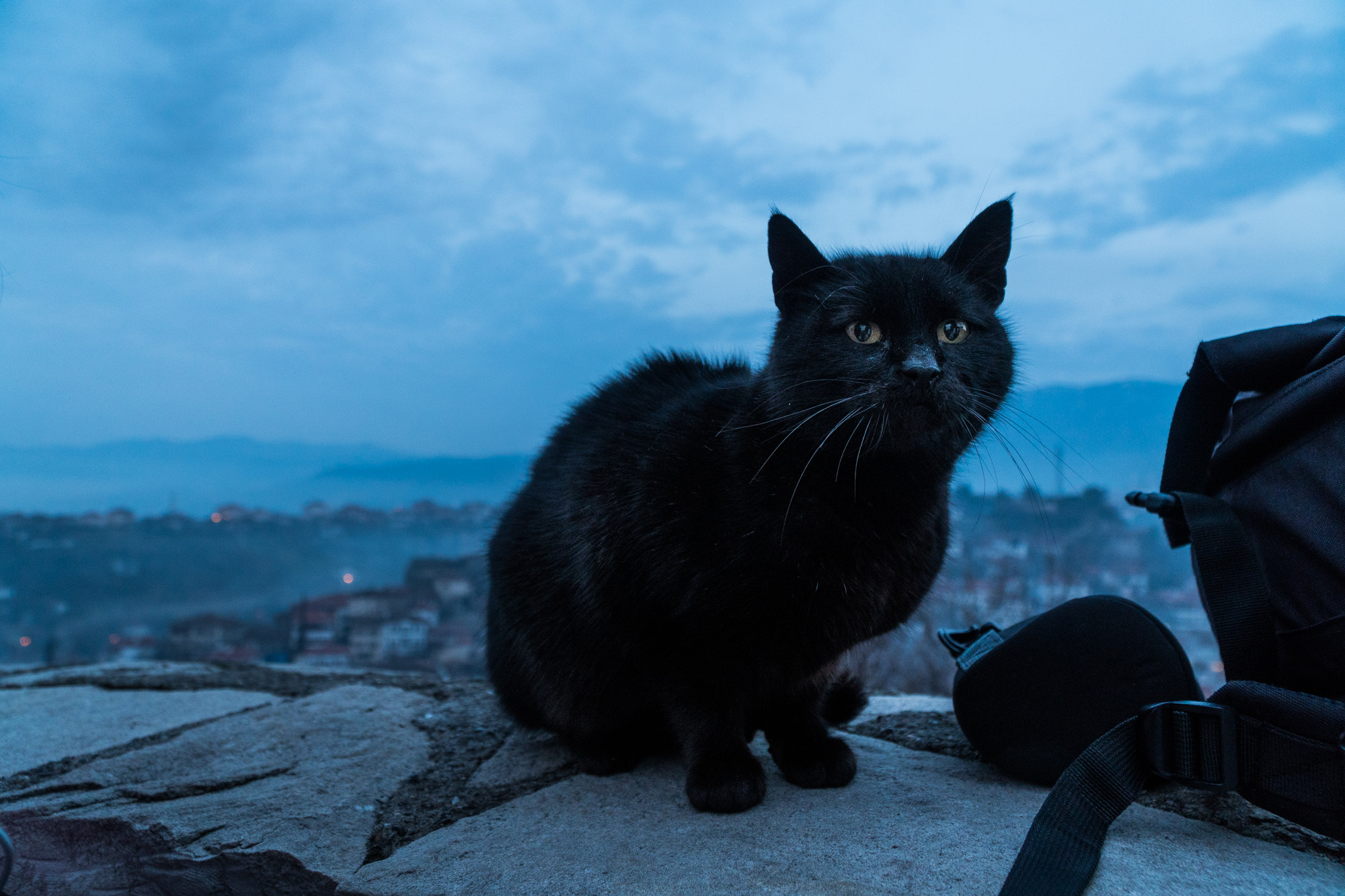Sony E PZ 18-105mm F4 G OSS sample photo. 番红花城的黑咪咪 photography