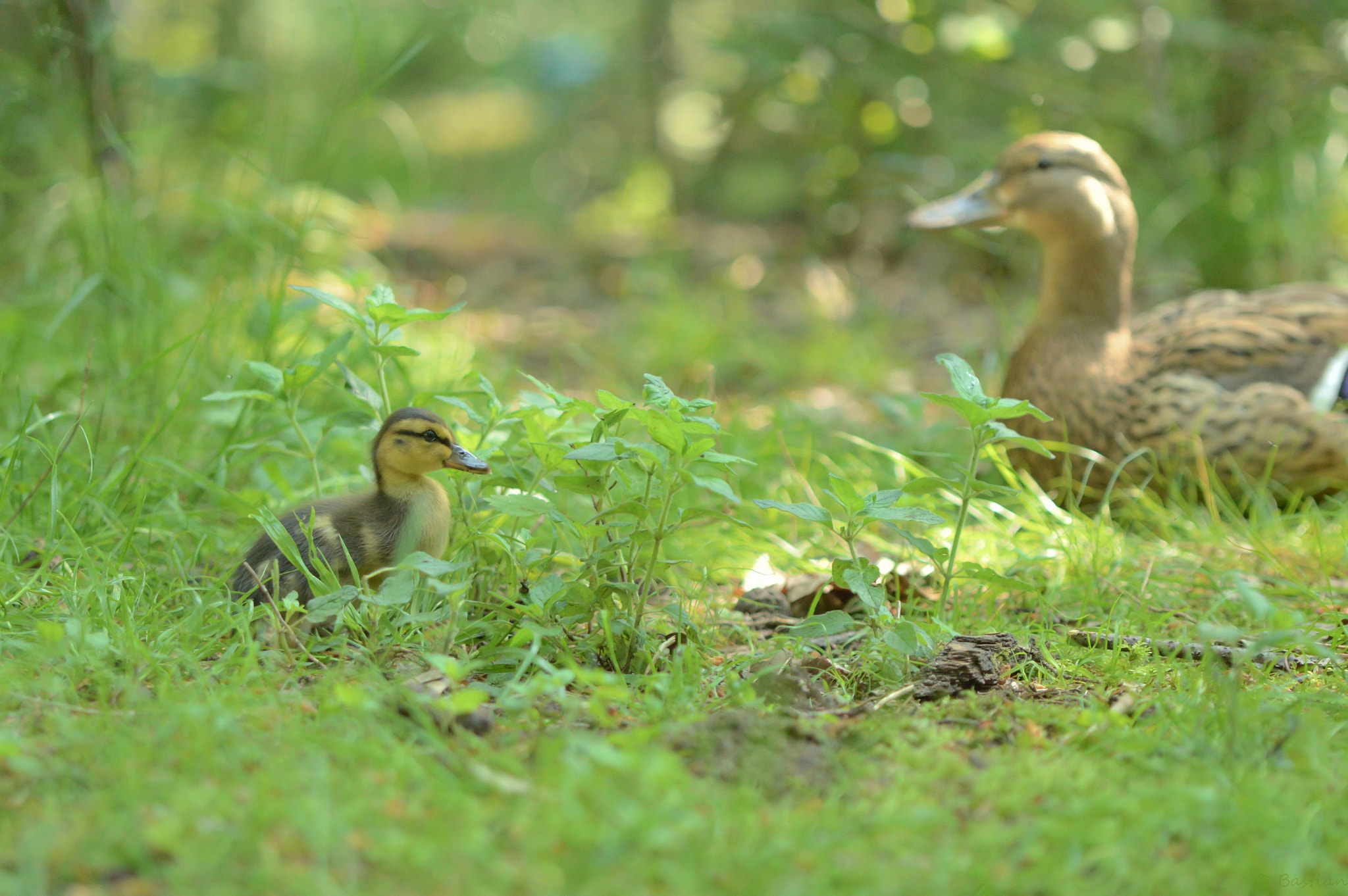 Nikon D3200 sample photo. Sweet child of mine photography